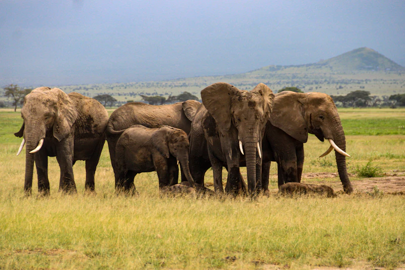 Serengeti Plains & Zanzibar Beaches