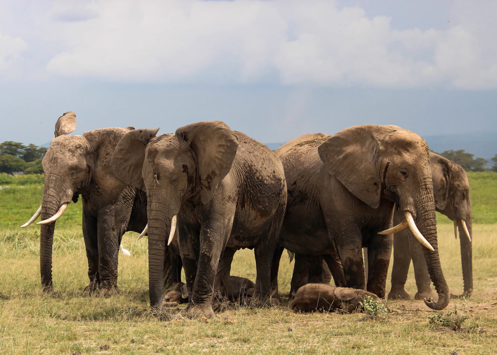 Safaris without the crowds