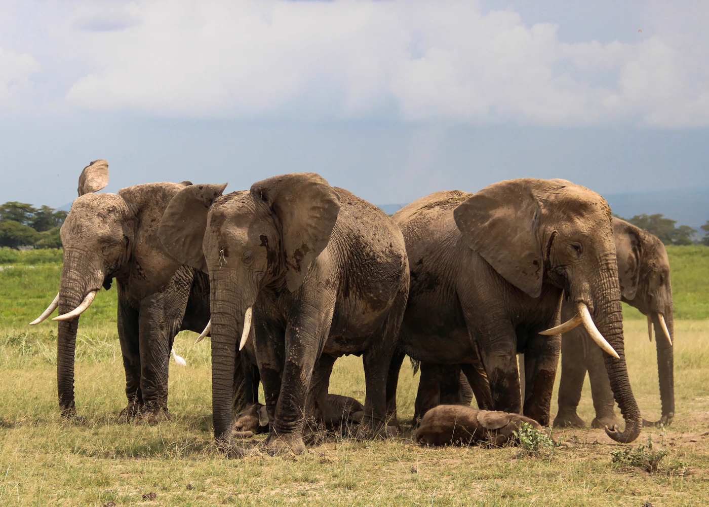 A herd standing together on the crater floor, unbothered by the walled horizon