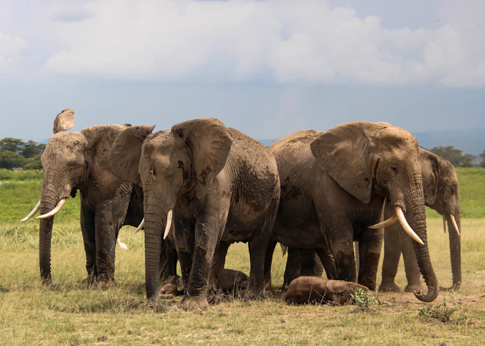 Amboseli at the Foot of Kilimanjaro photo 3