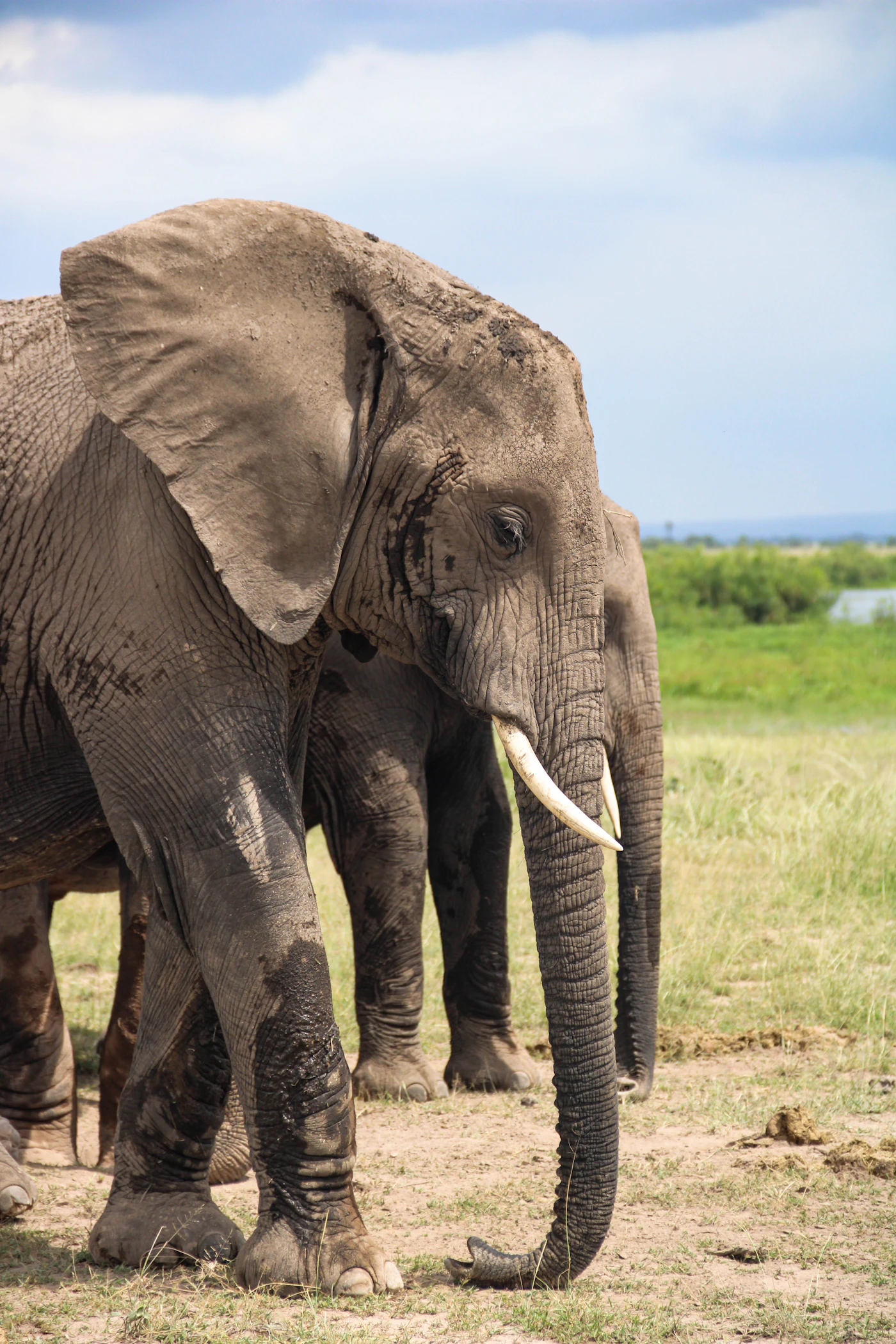 Two elephants standing close, the quiet contact of a resident herd