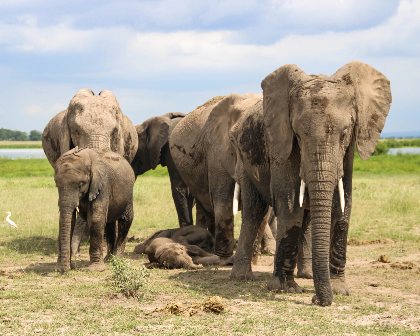 A family of elephants crossing the grasslands beneath Mount Kilimanjaro in Amboseli