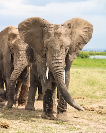 A herd of elephants standing on top of a grass covered field