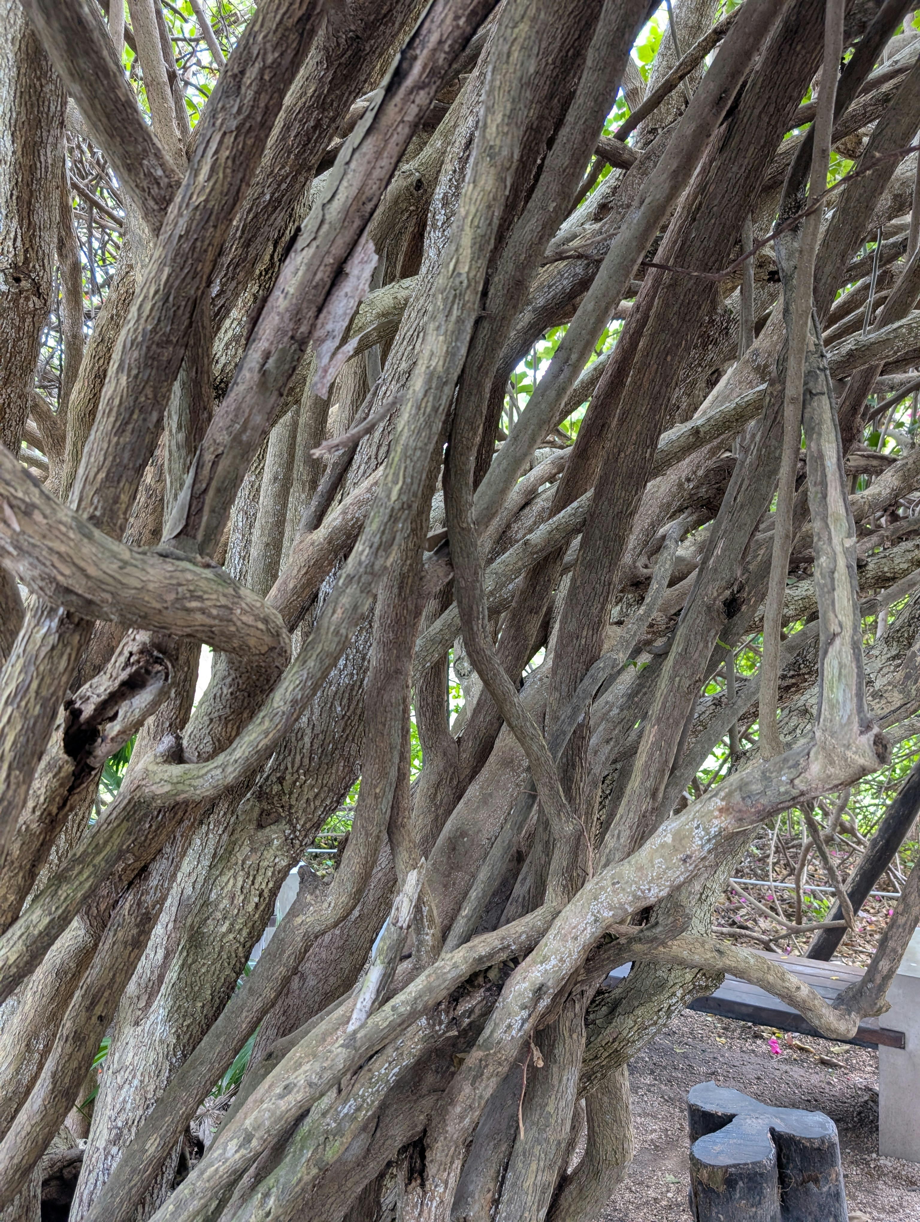 A large tree with many branches growing over it