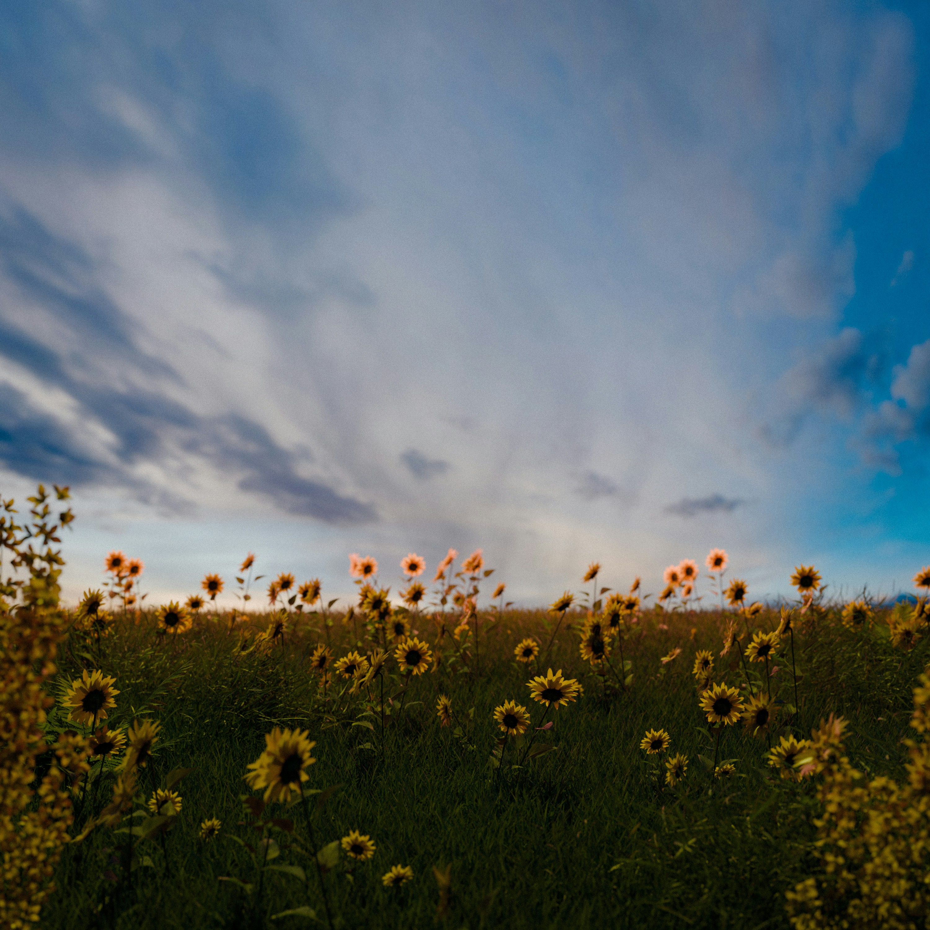 A field of sunflowers under a cloudy sky photo – Free Wallpaper Image ...