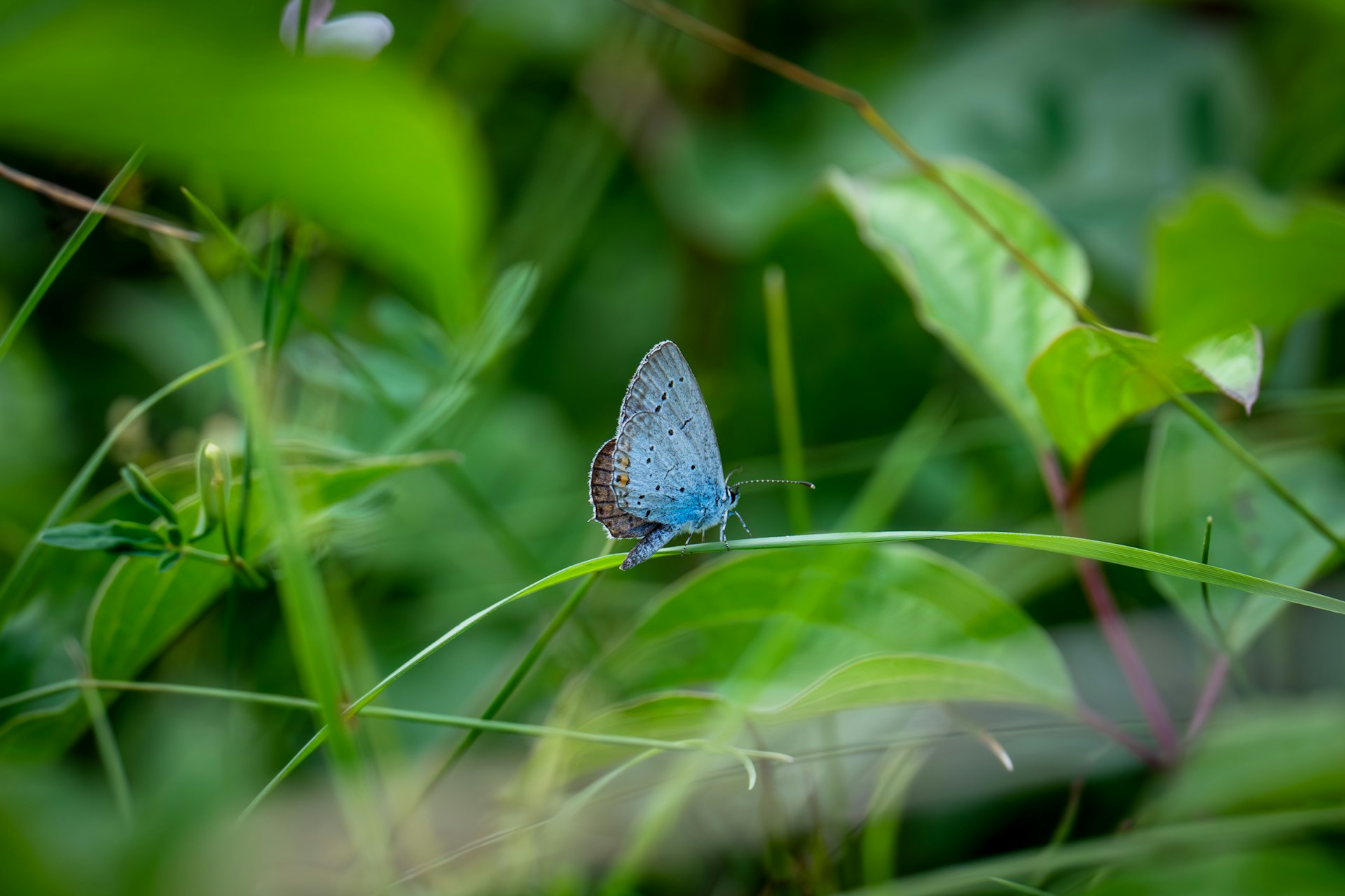 A blue butterfly sitting on top of a green plant