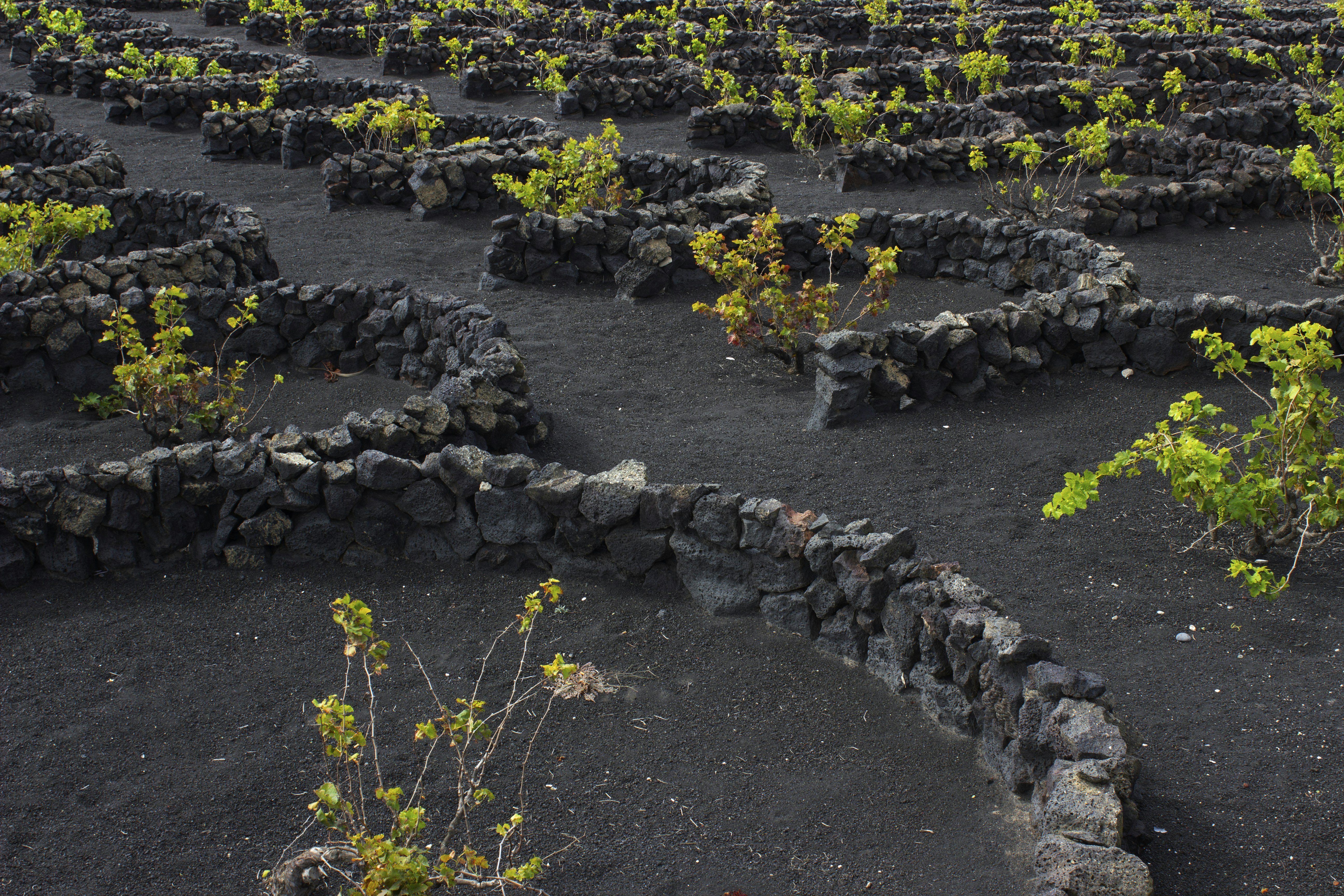 A large field of plants with rocks in the middle