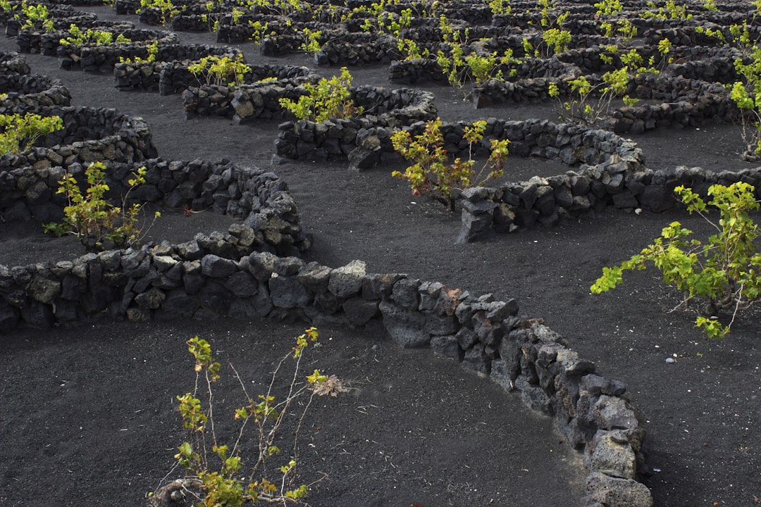A large field of plants with rocks in the middle
