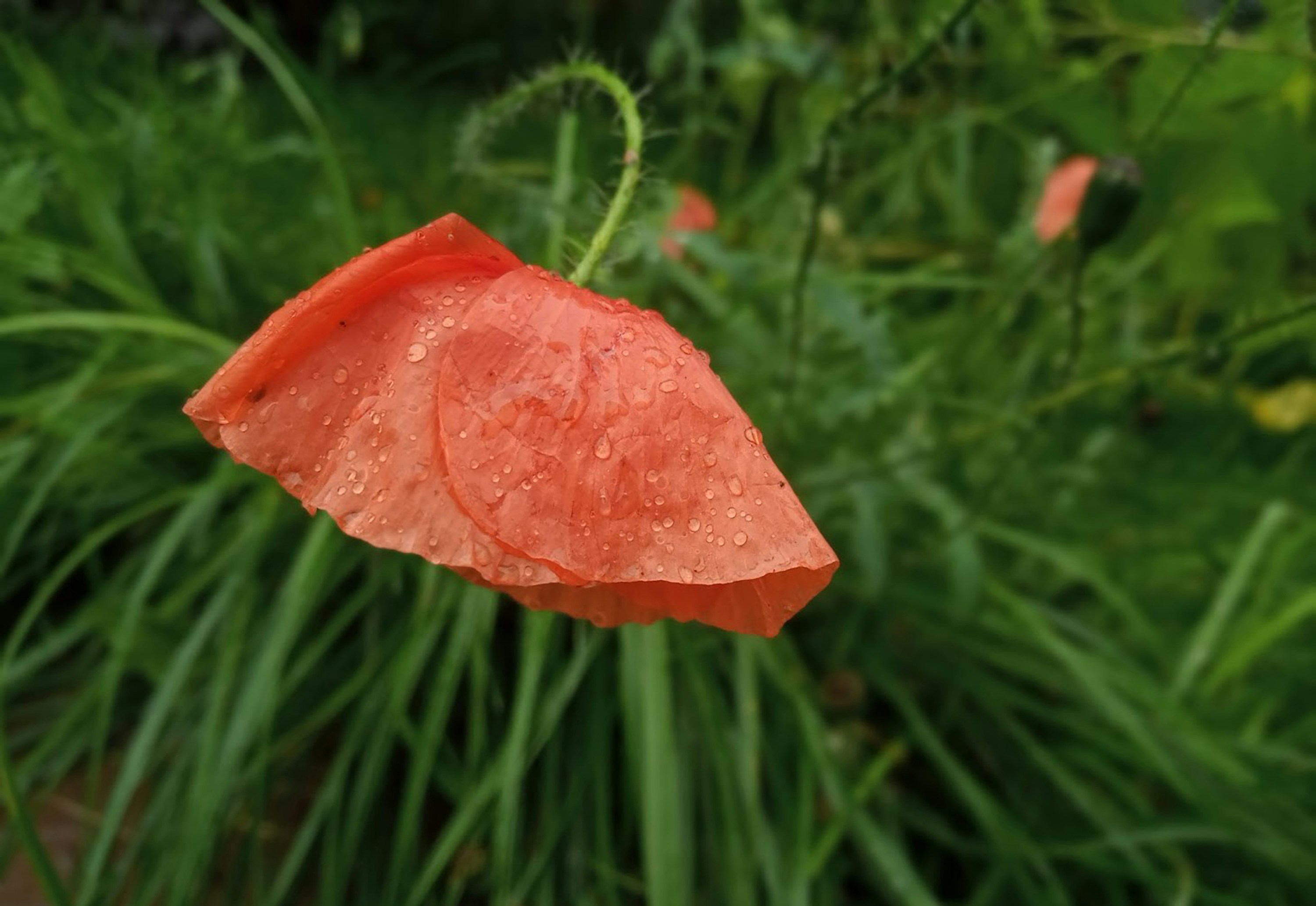 Photo by myroslavamatys