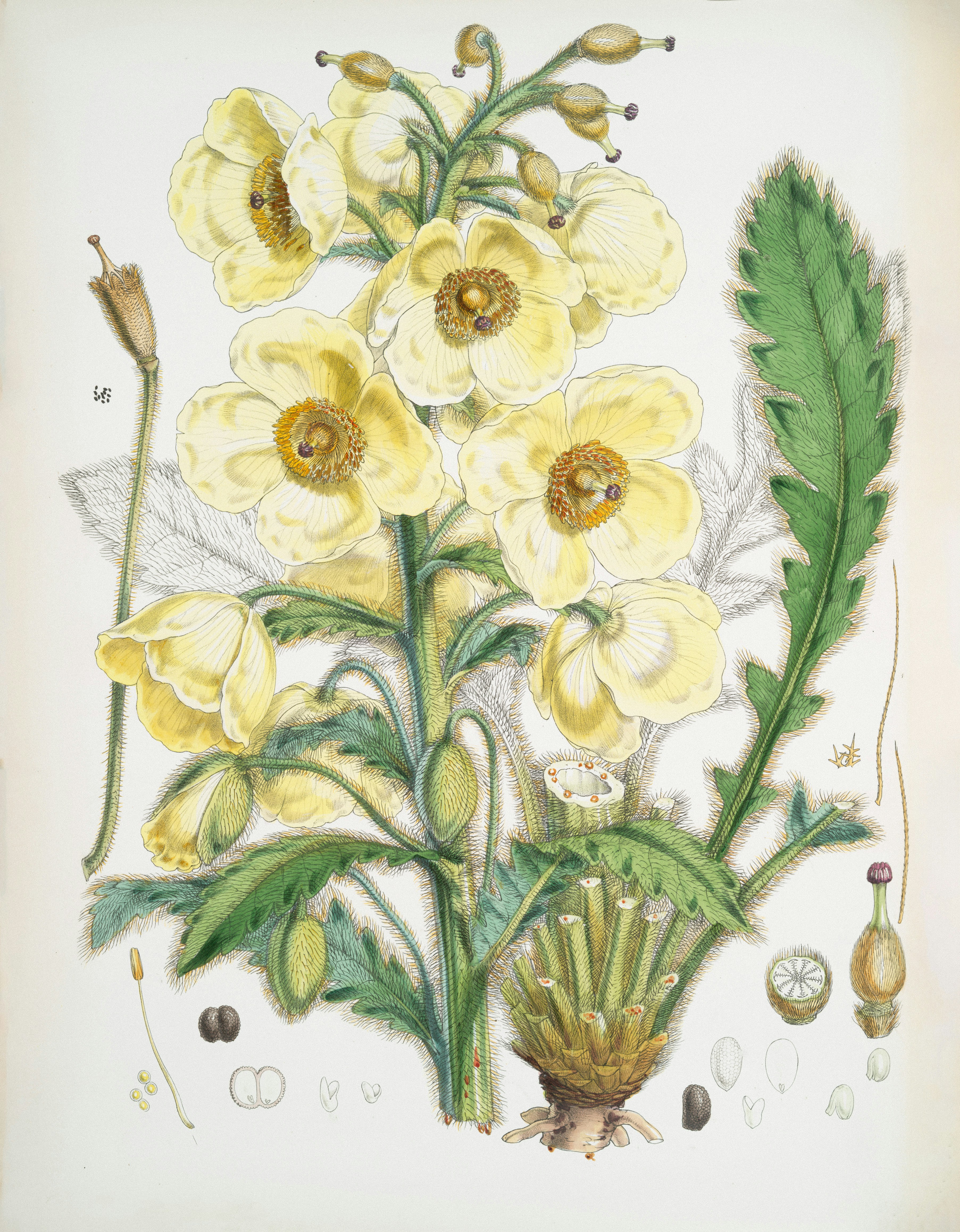 Photo by nypl