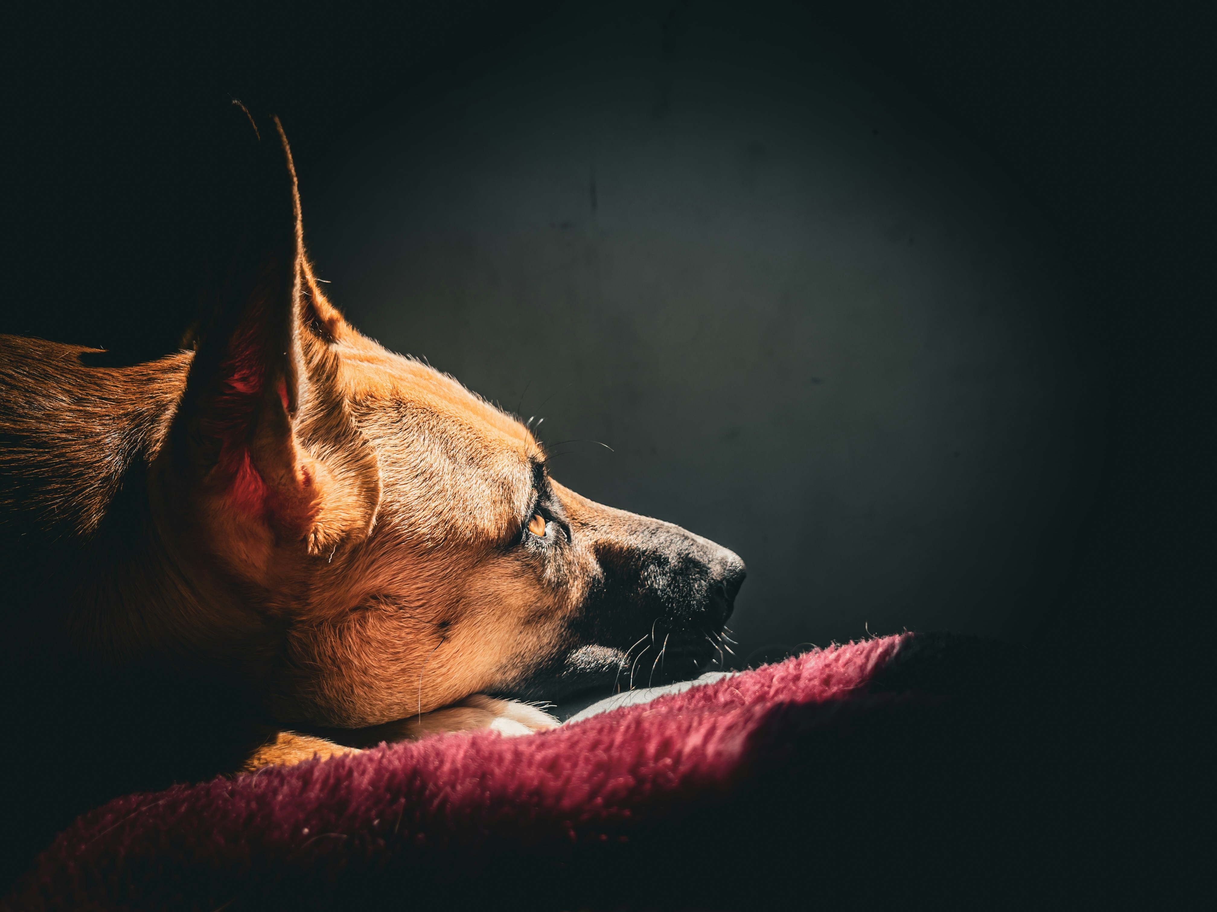 A dog sleeping on a red blanket in the dark
