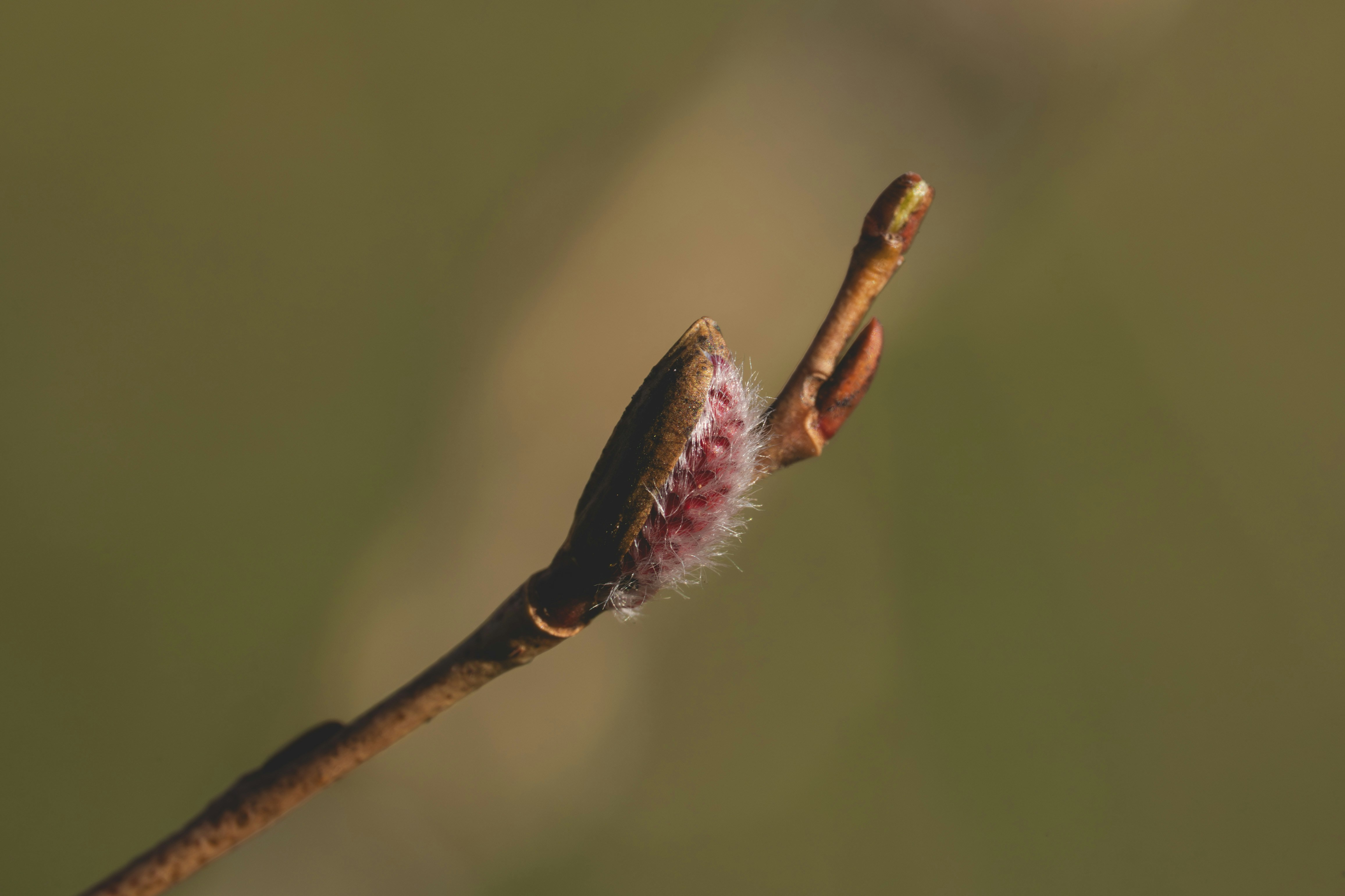 A close up of a twig on a twig