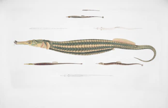 Several types of pipefish and seahorses displayed