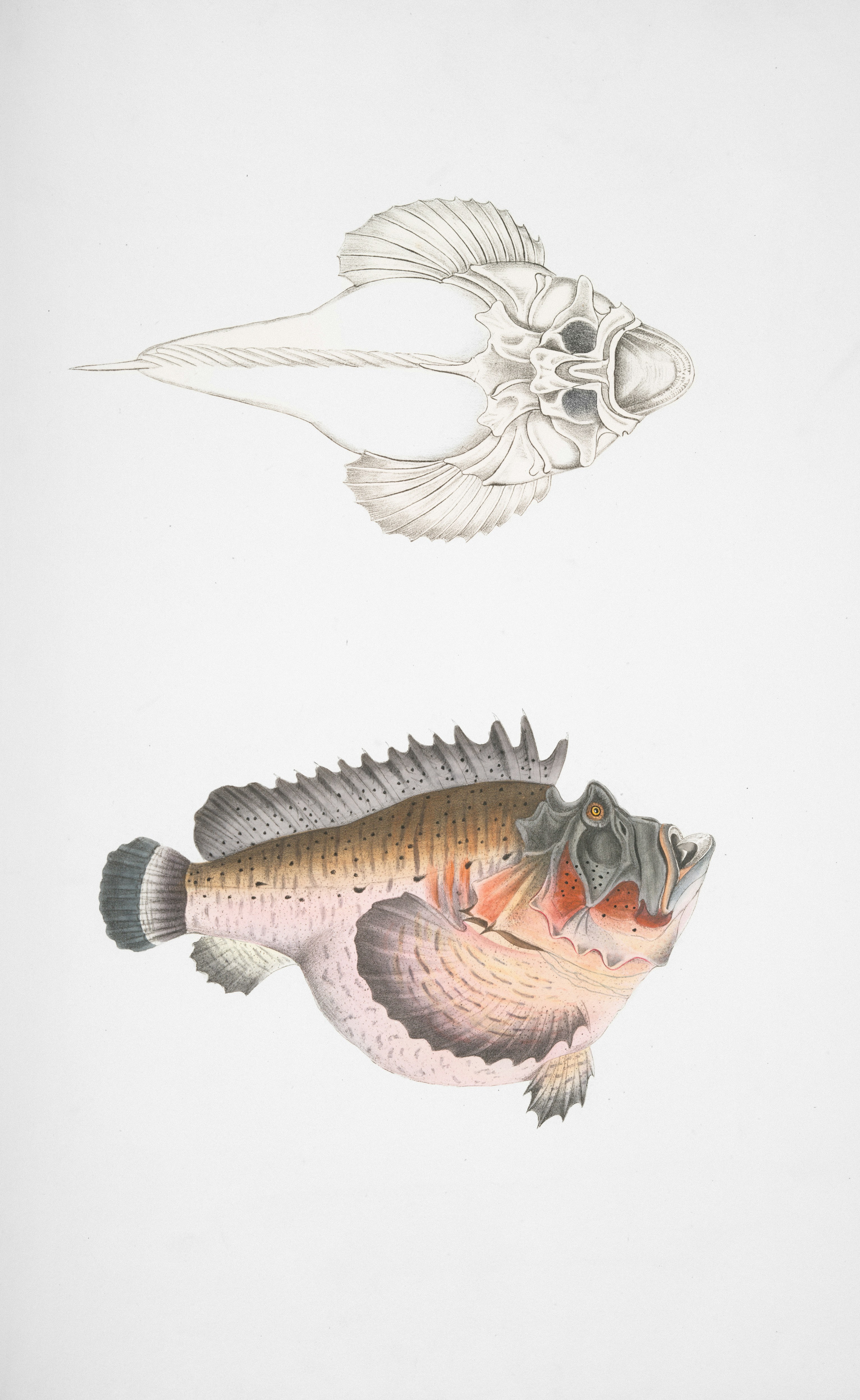 Two detailed illustrations of a unique fish species.