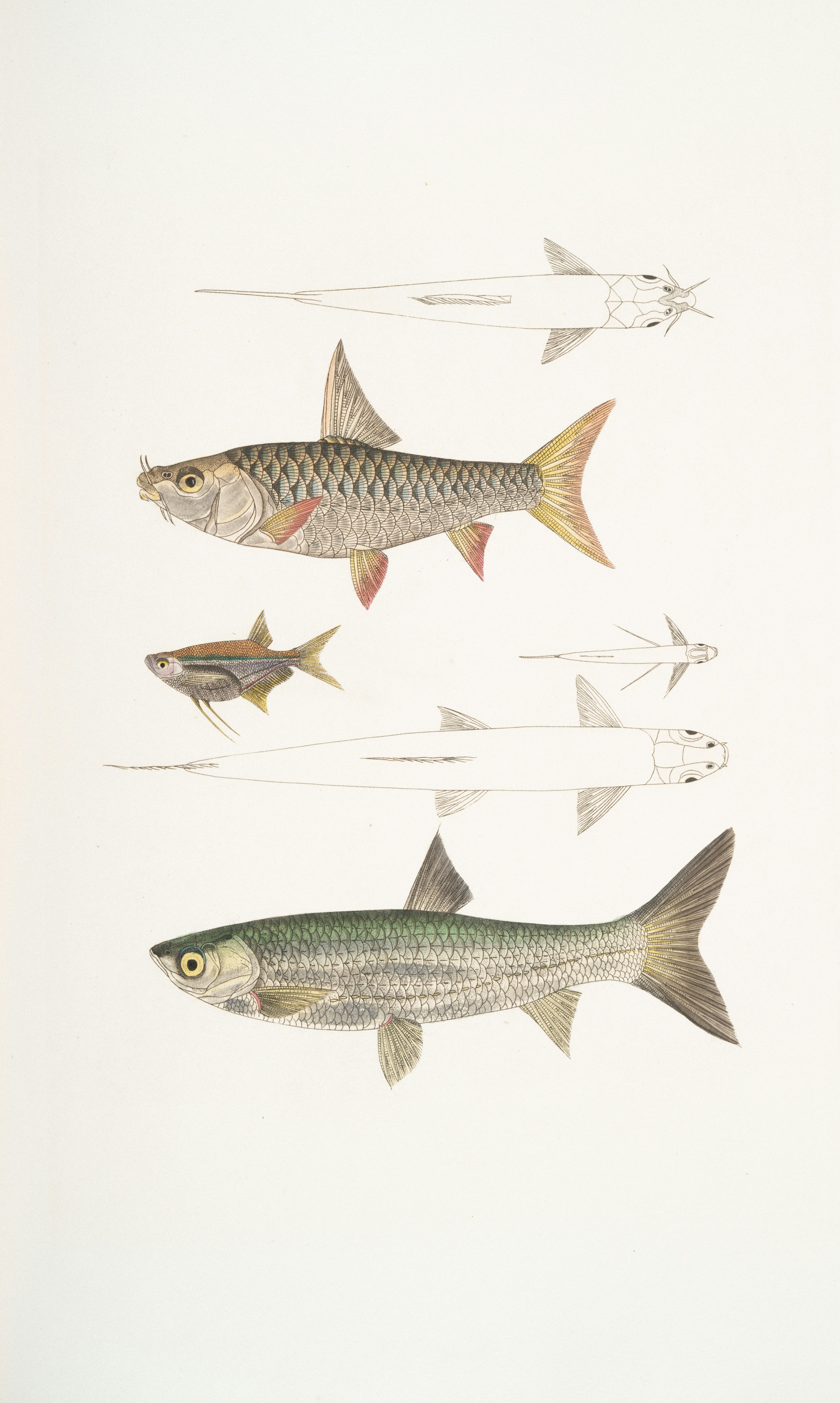 The Diversity Dilemma: Too Many Different Origins (image credits: unsplash)