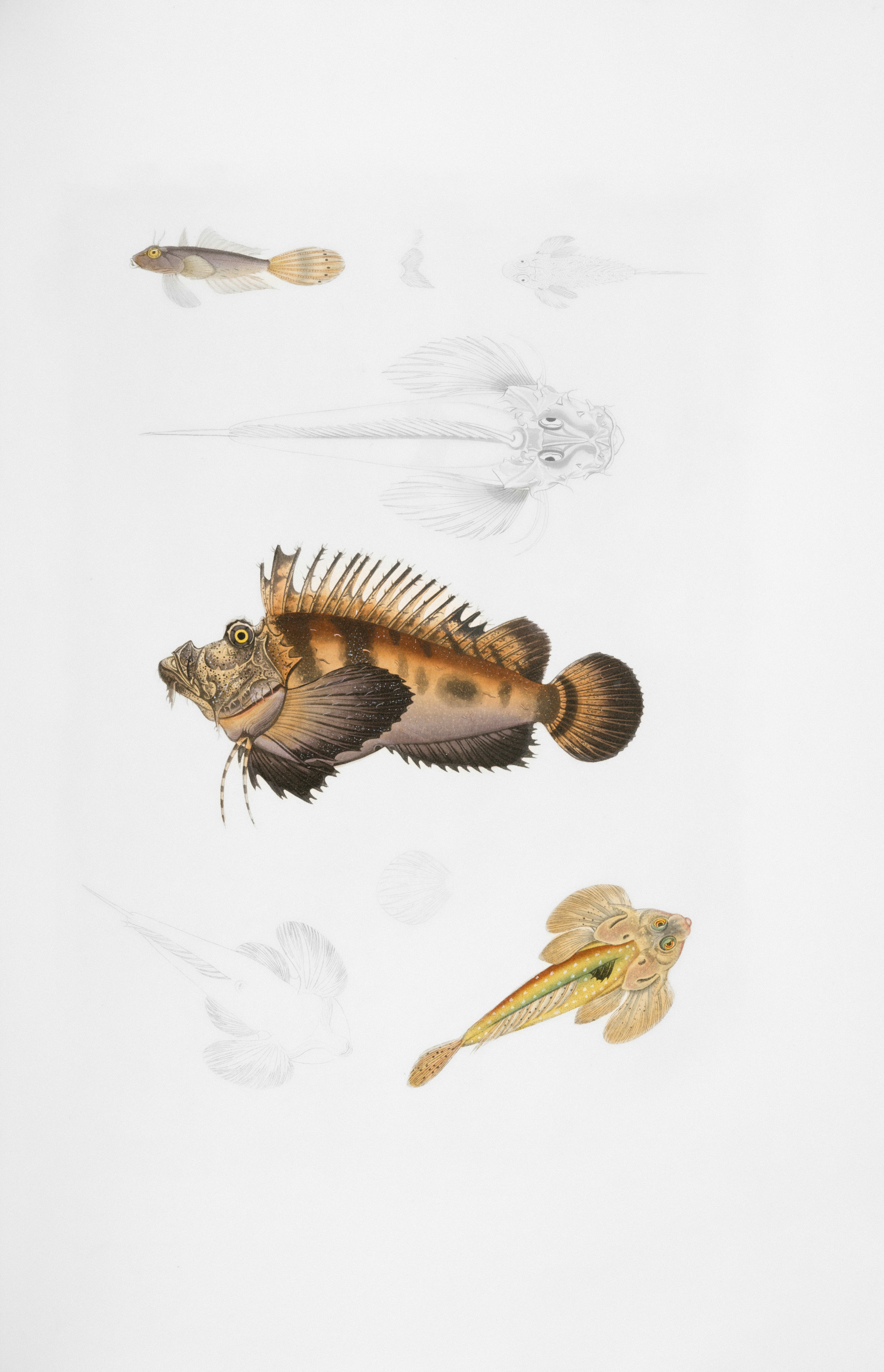 Beberapa ikan berwarna-warni digambar dengan latar belakang putih