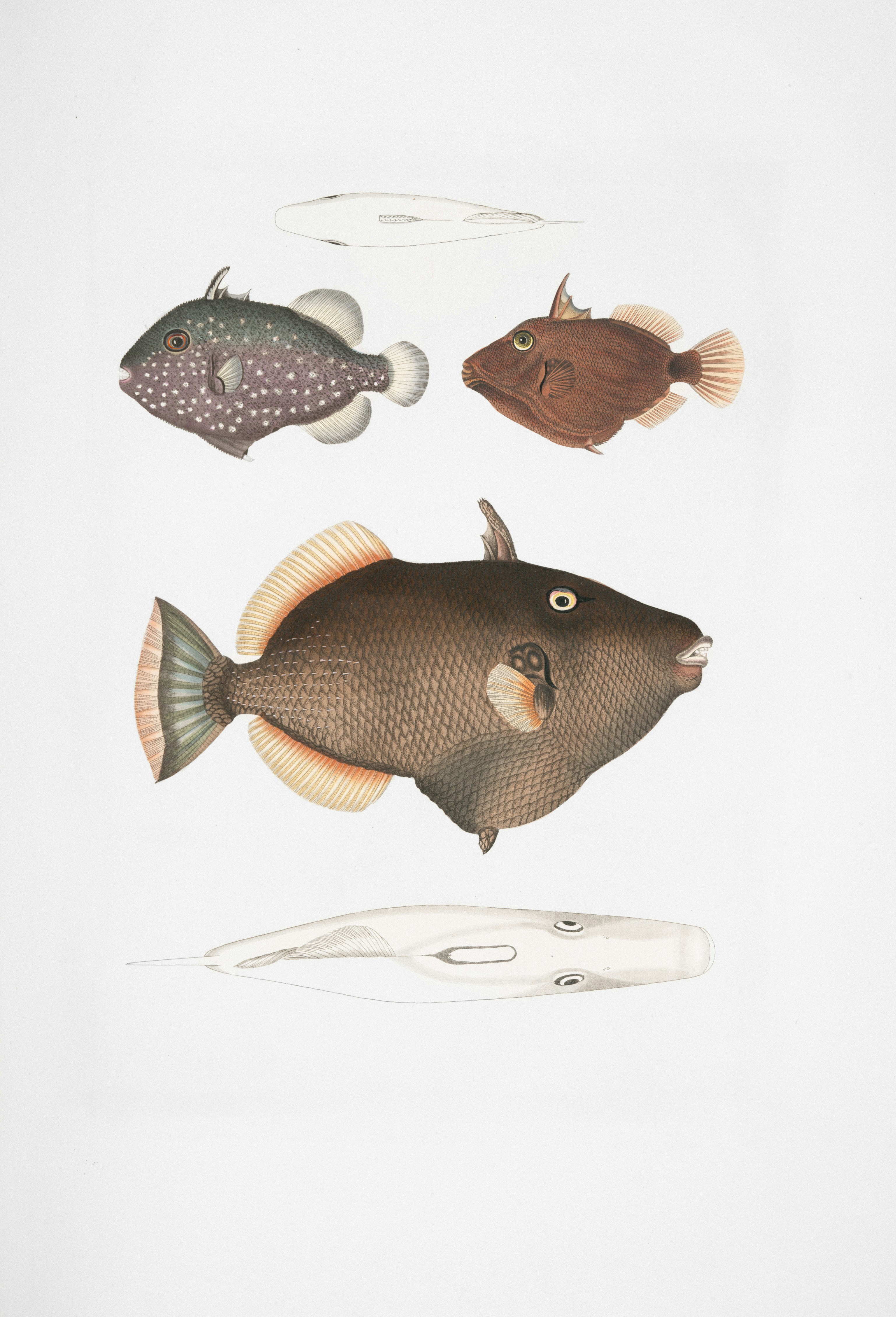 Empat ilustrasi terperinci dari spesies ikan yang berbeda.