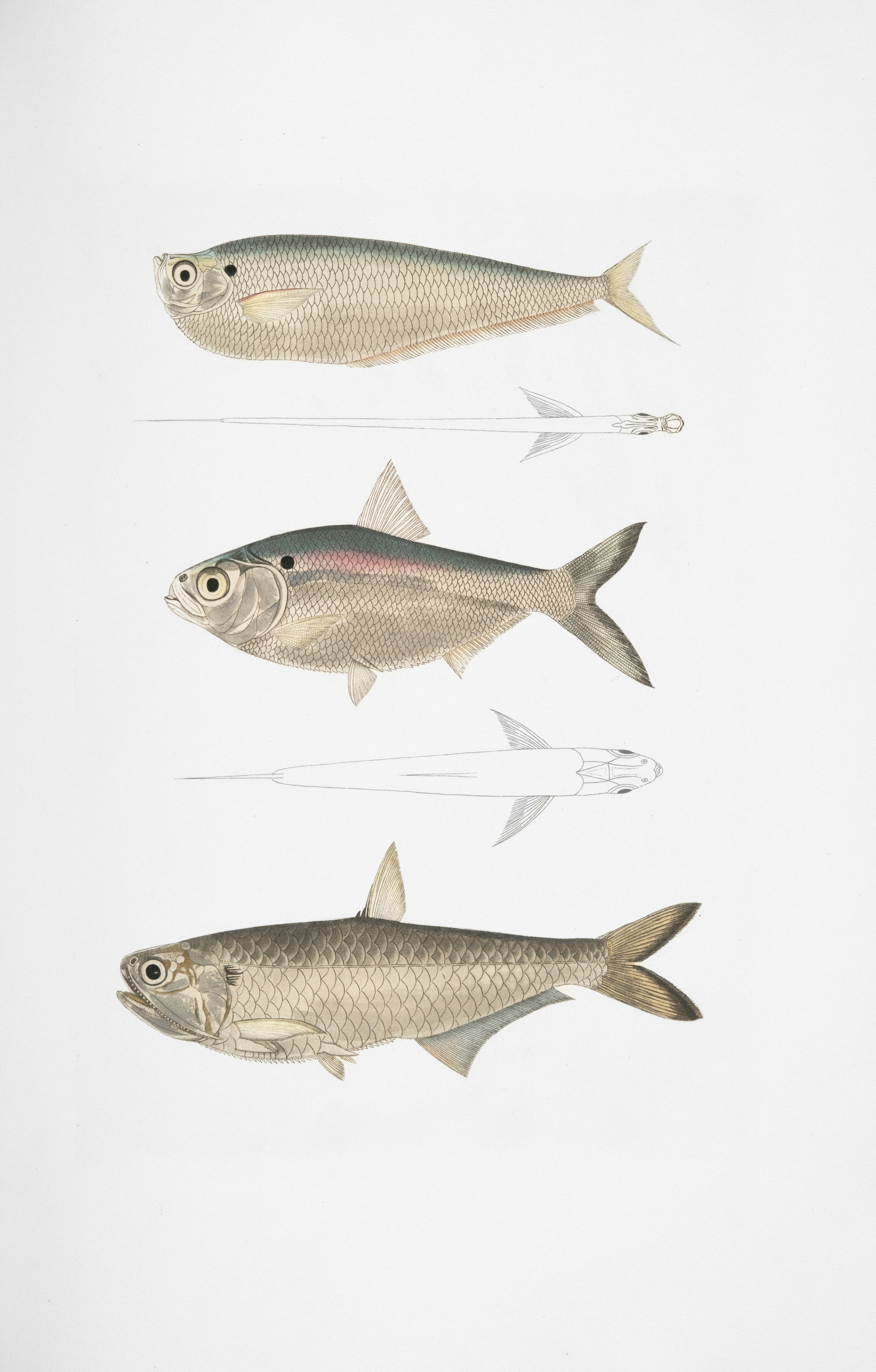 Common SEO myths infographic