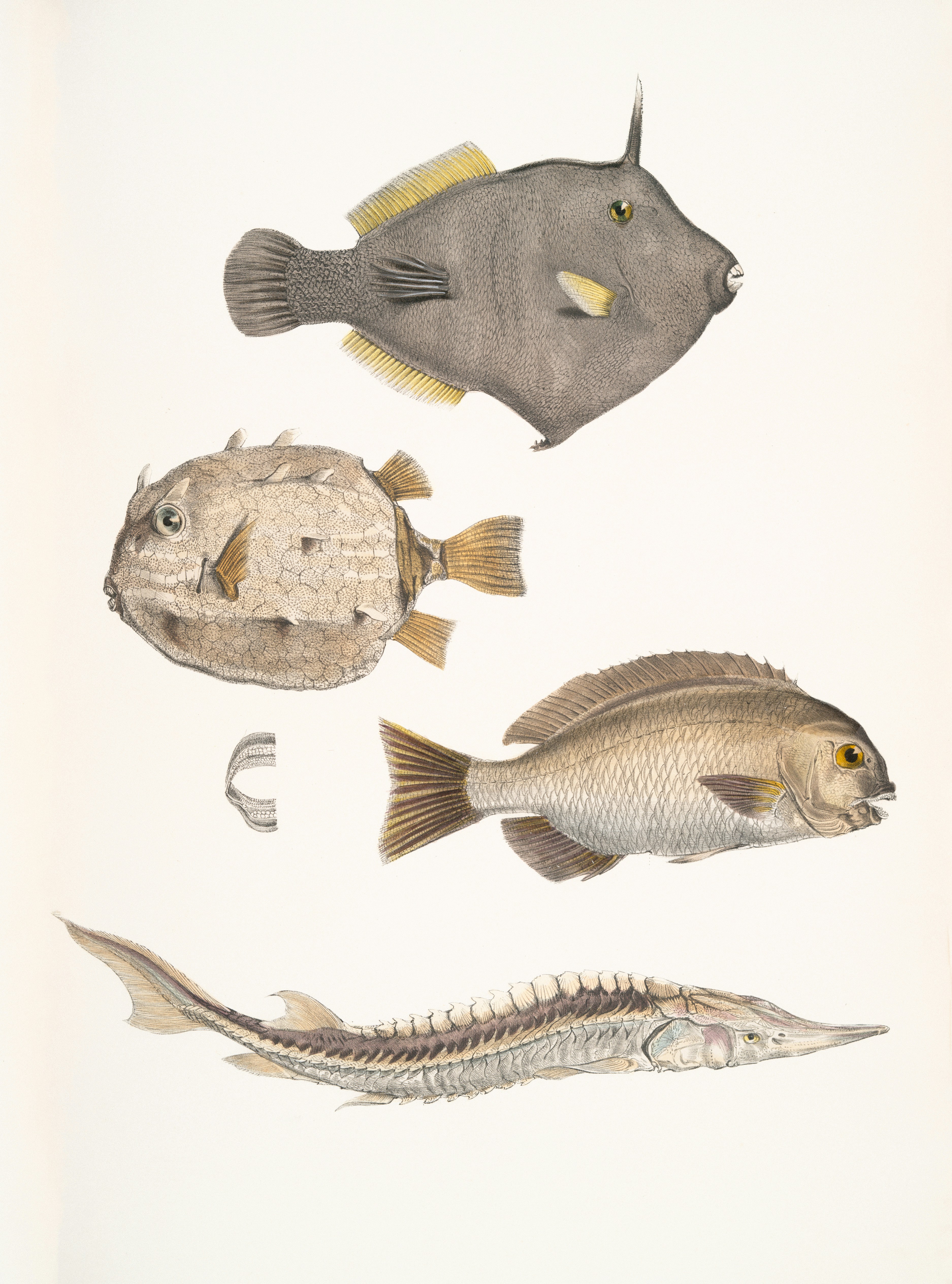 The Troubling Truth About Traditional Classification (image credits: unsplash)