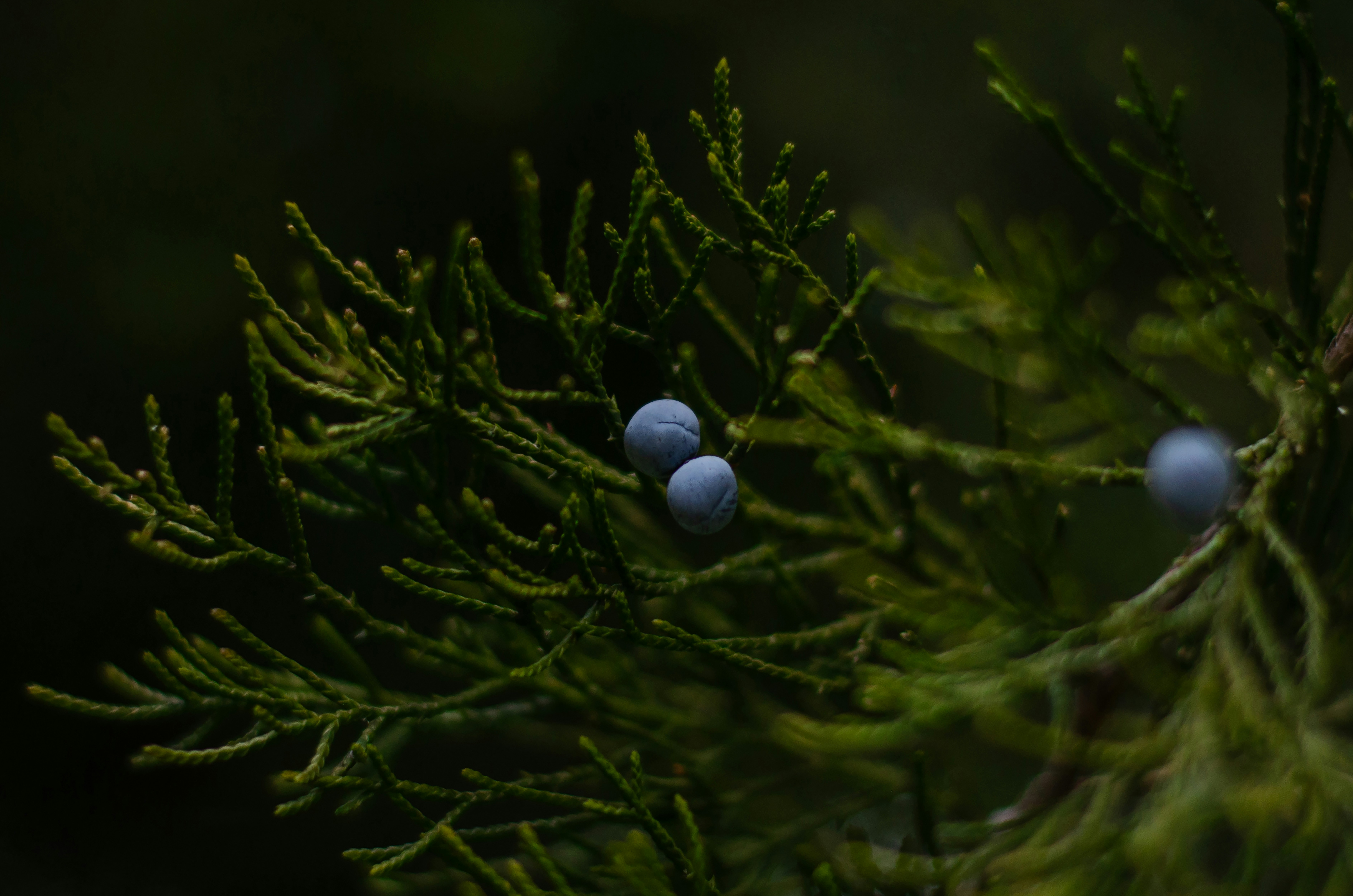 A close up of a pine tree with berries on it