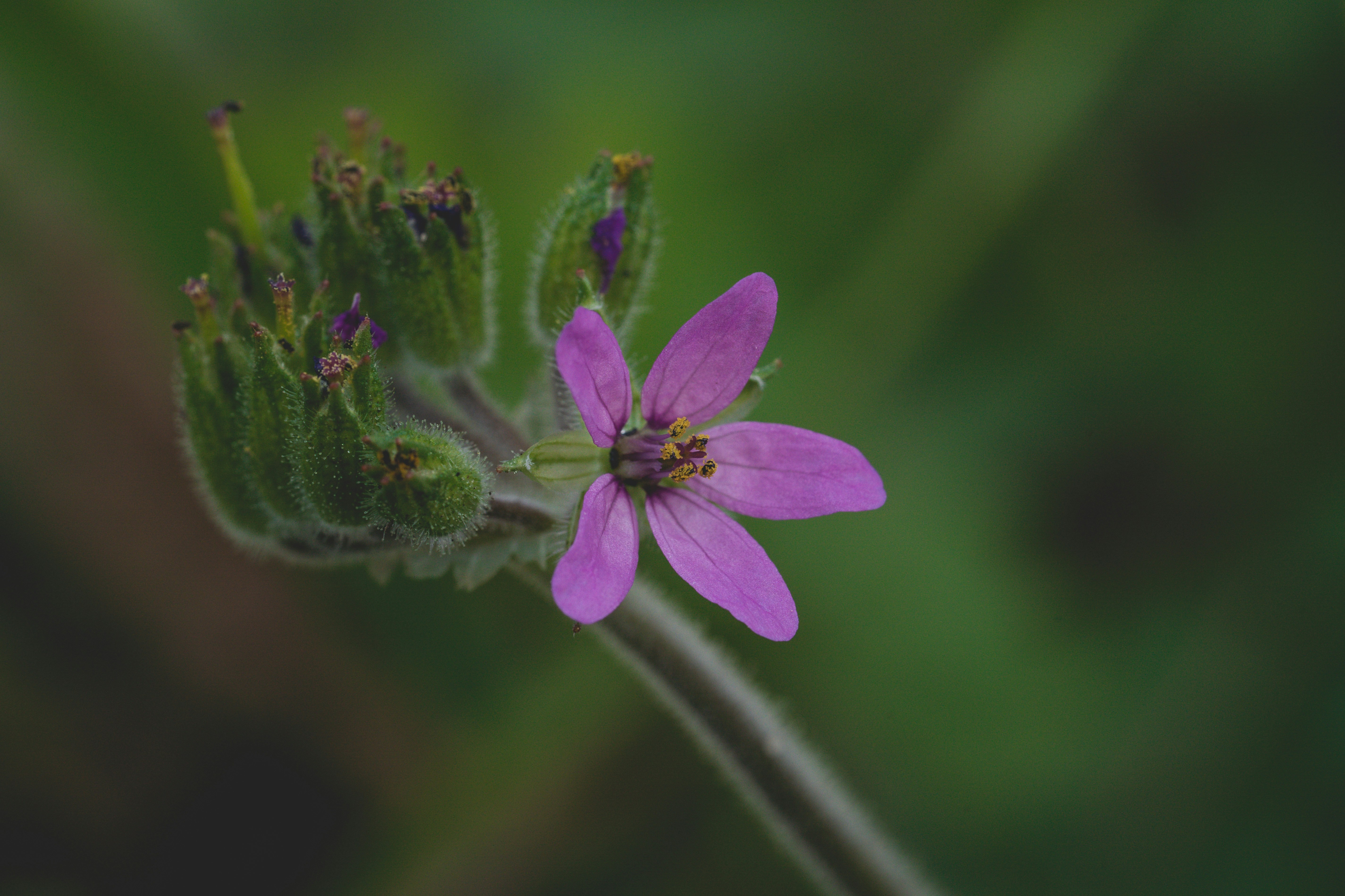 A close up of a small purple flower