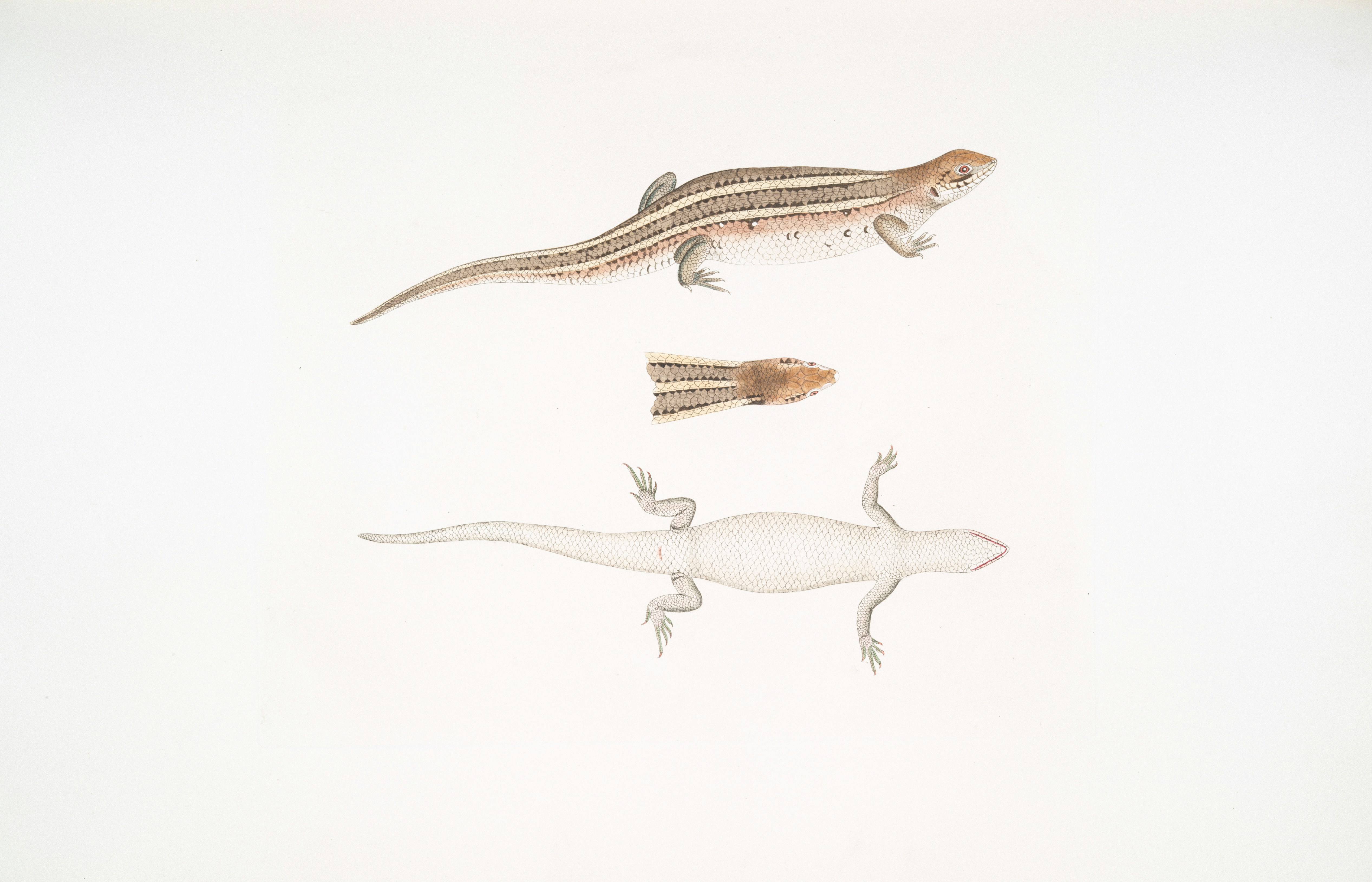 Three lizards shown from different angles on white background photo ...