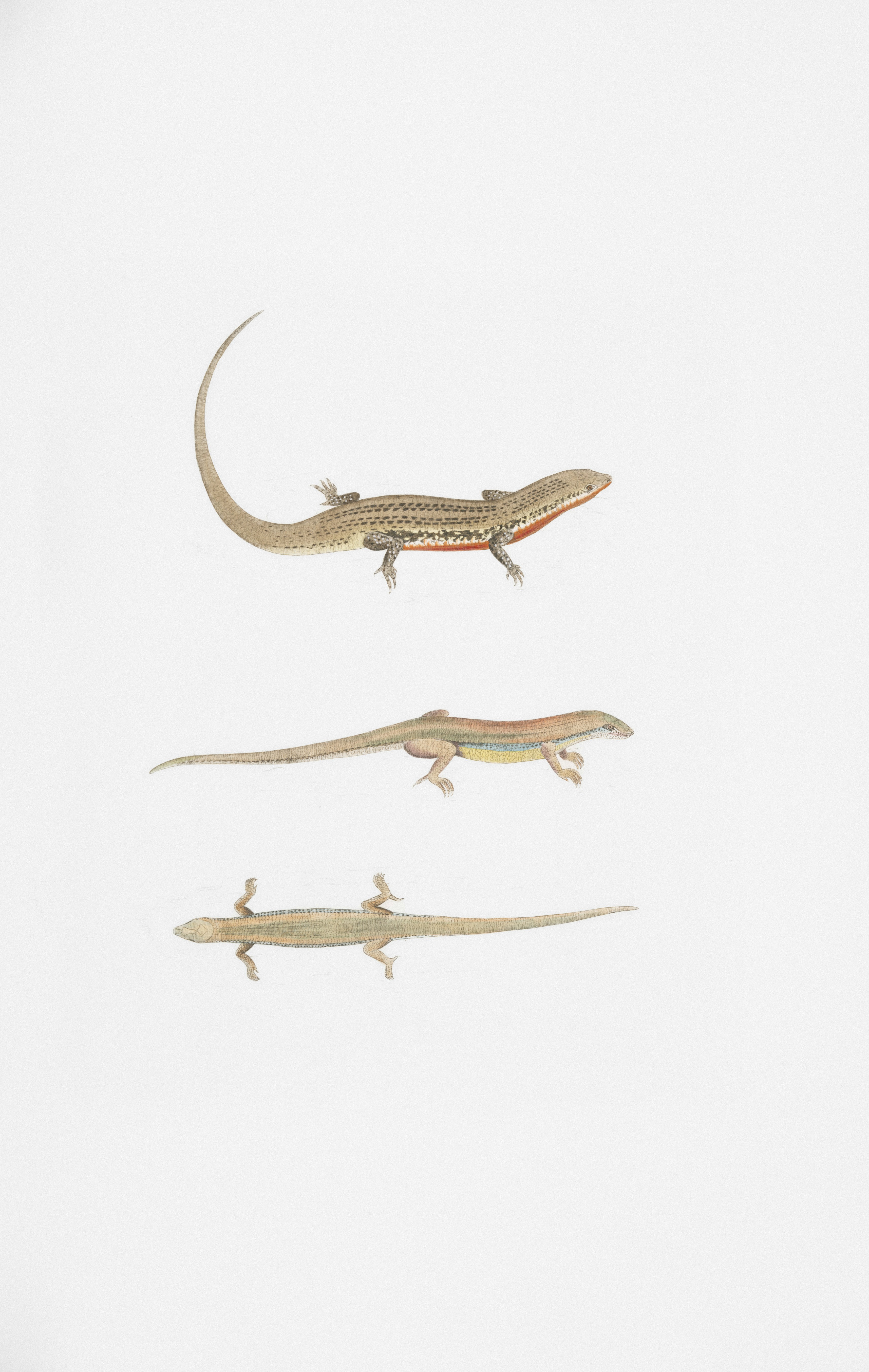 Different reptiles in their habitats