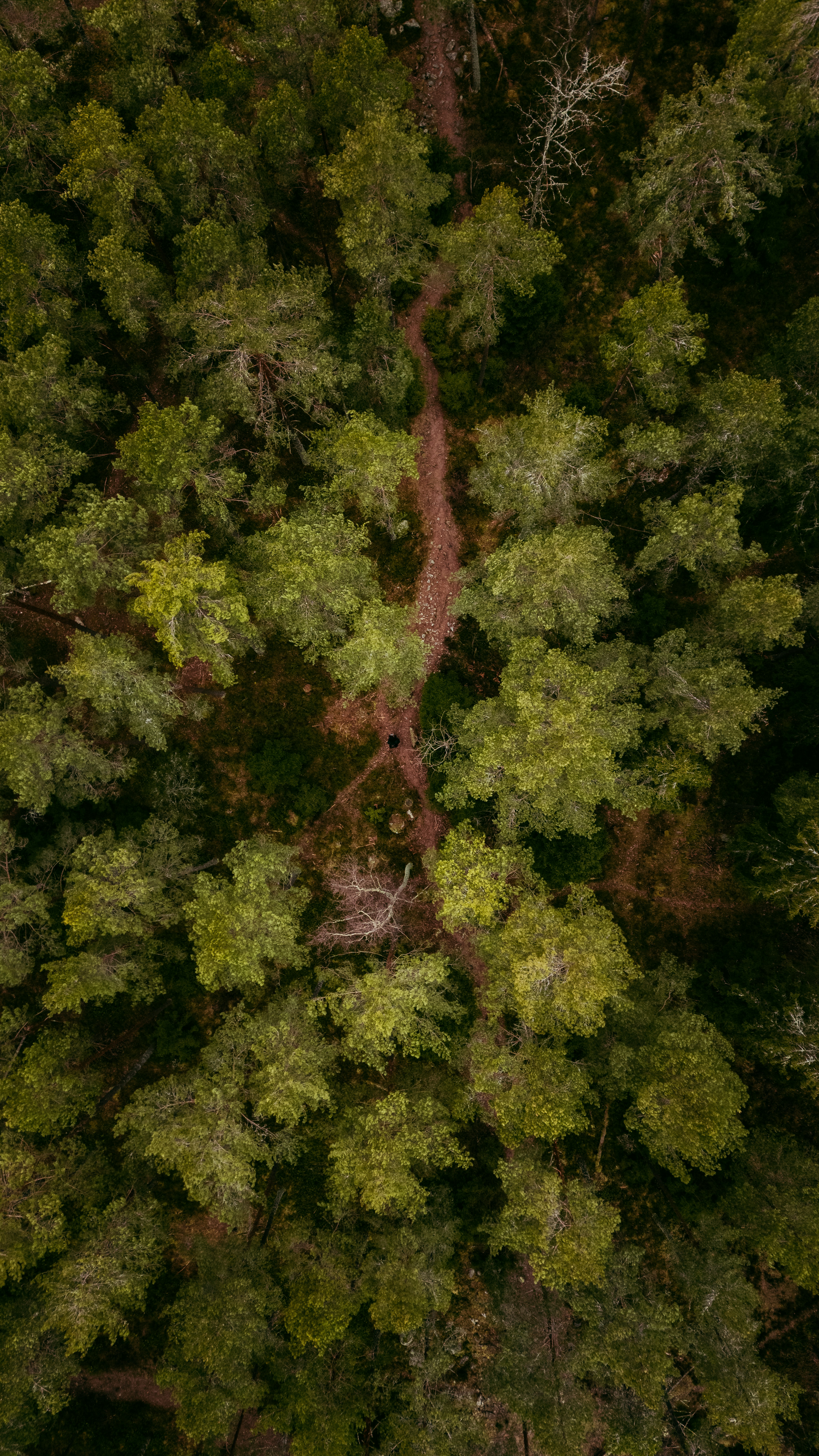 An aerial view of a forest with lots of trees