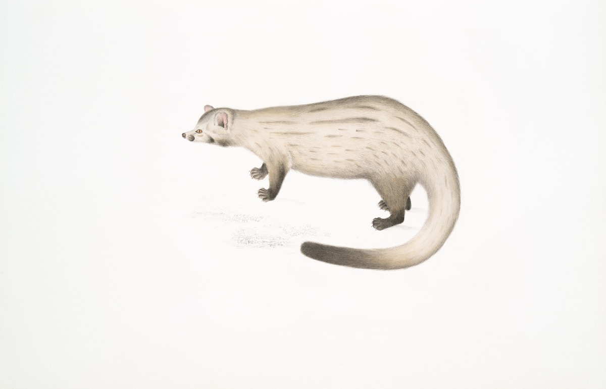 Japanese weasel 