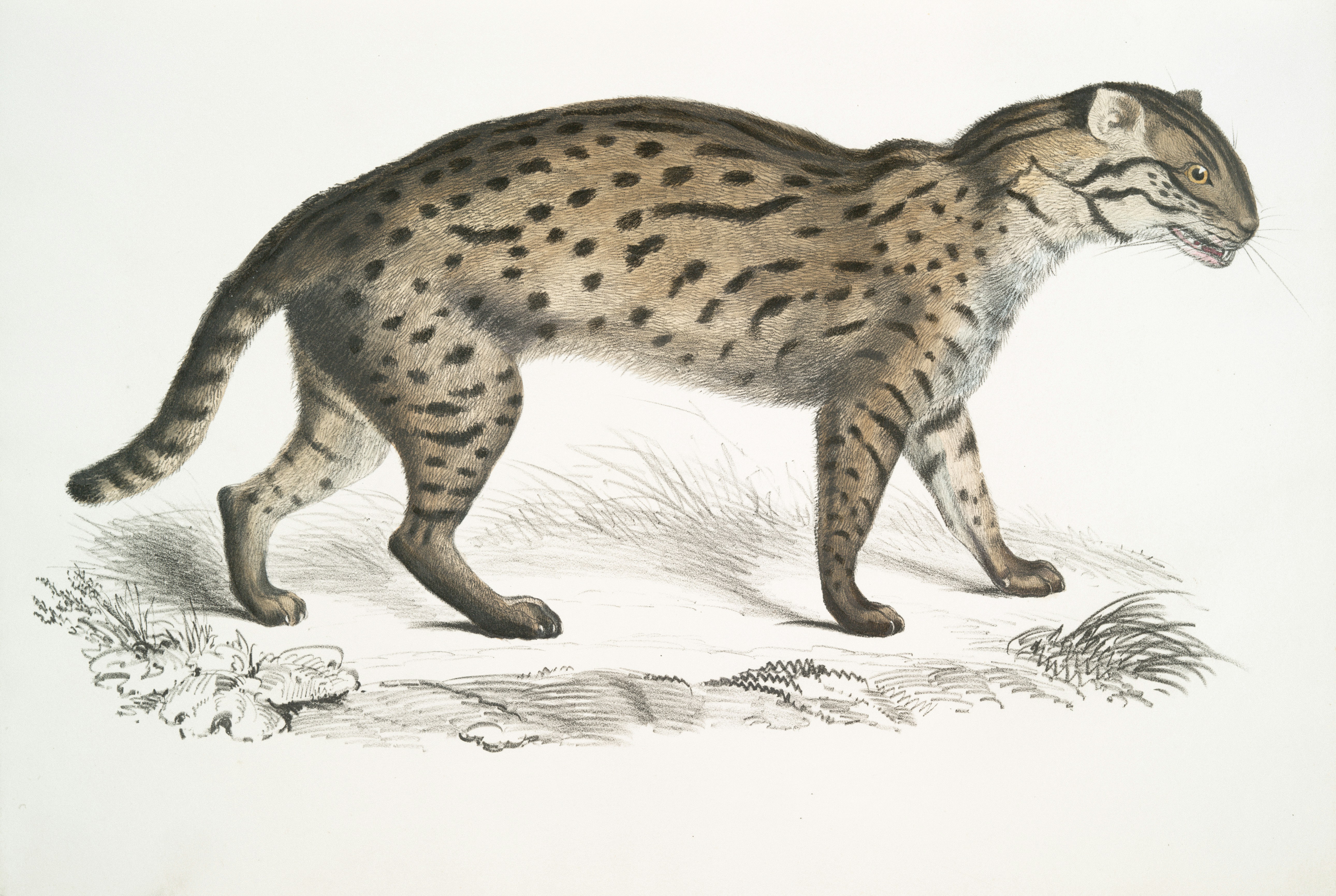 Felis lunensis: The “Martelli’s Cat” With a Secret Past (image credits: unsplash)