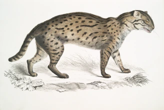 A spotted wild cat standing on grass.