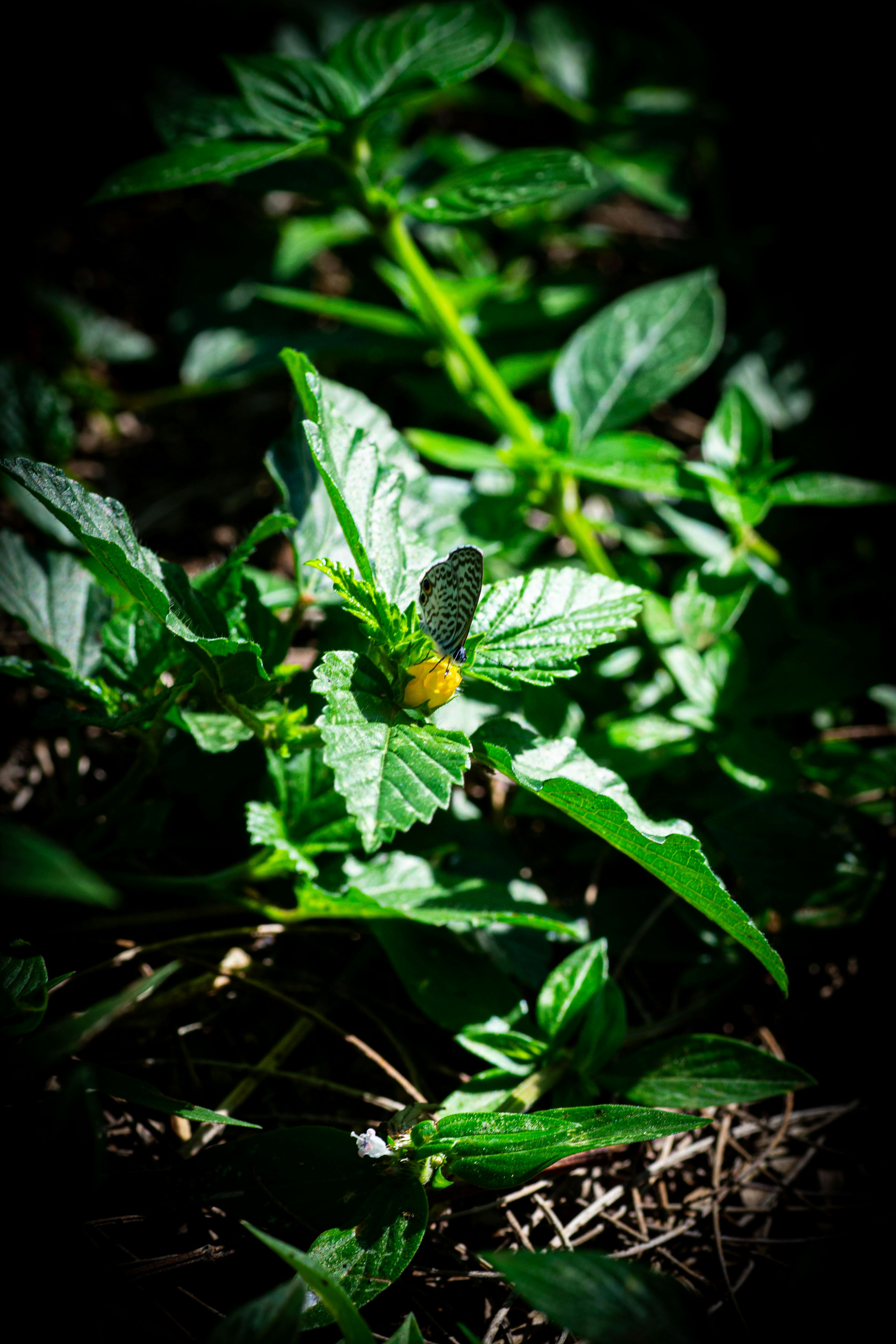 A green plant with a yellow flower in the middle of it