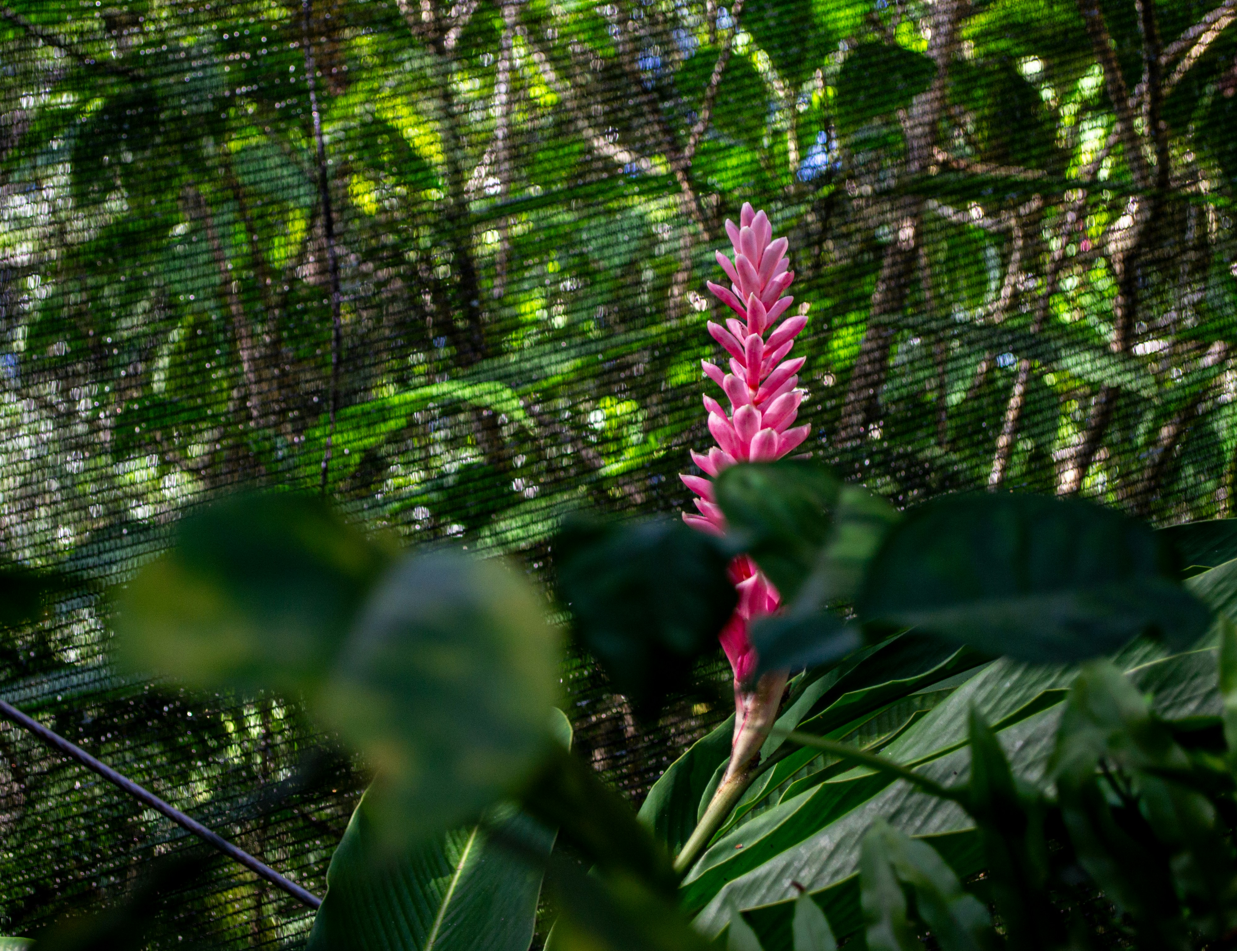 Jardin Botanico