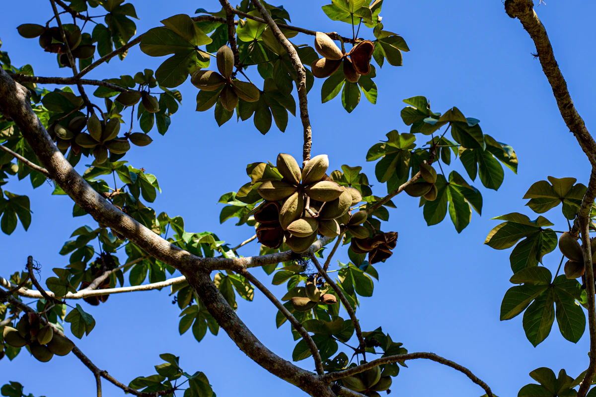 Mahua Tree Flowers Tribal India Butter Liquor — PlantCare Encyclopedia