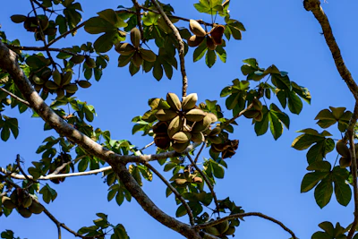 Mahua Tree Flowers Tribal India Butter Liquor — PlantCare Encyclopedia