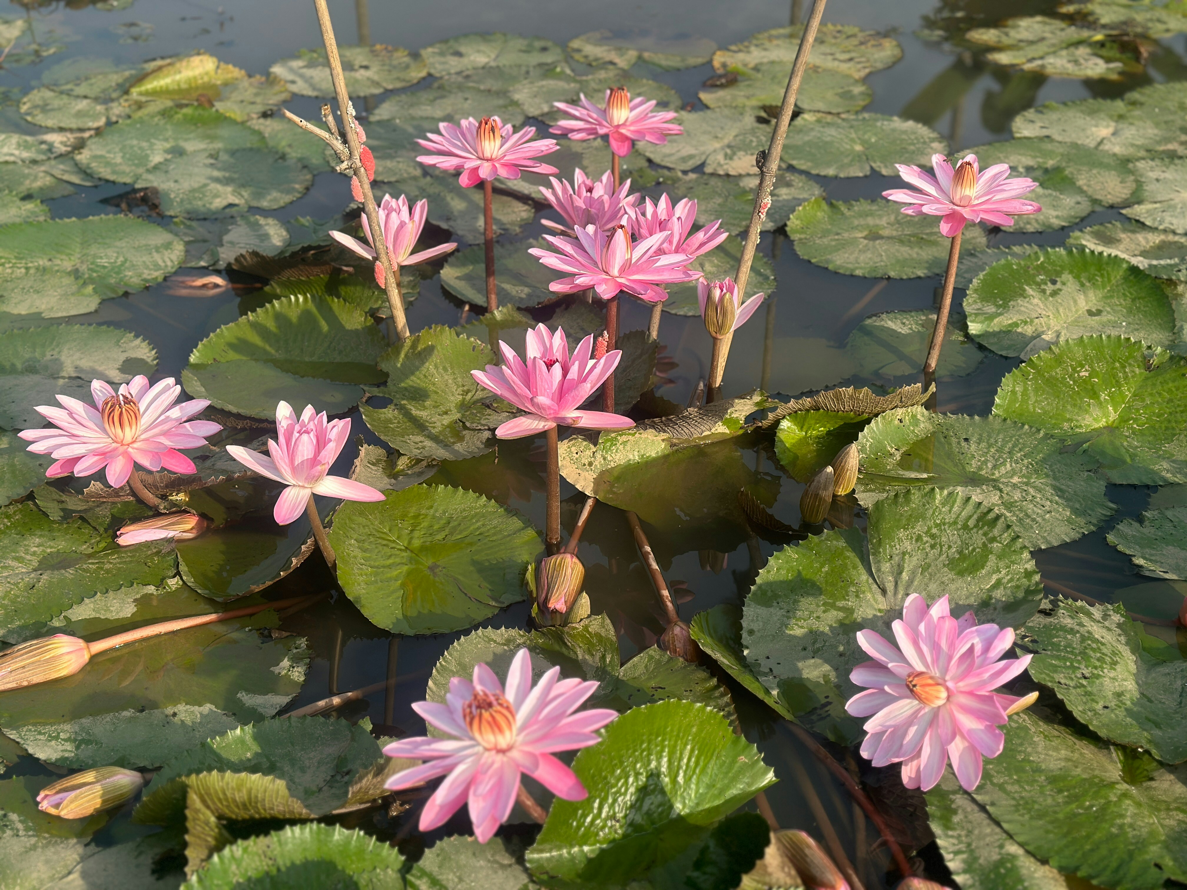 A pond filled with lots of pink water lilies