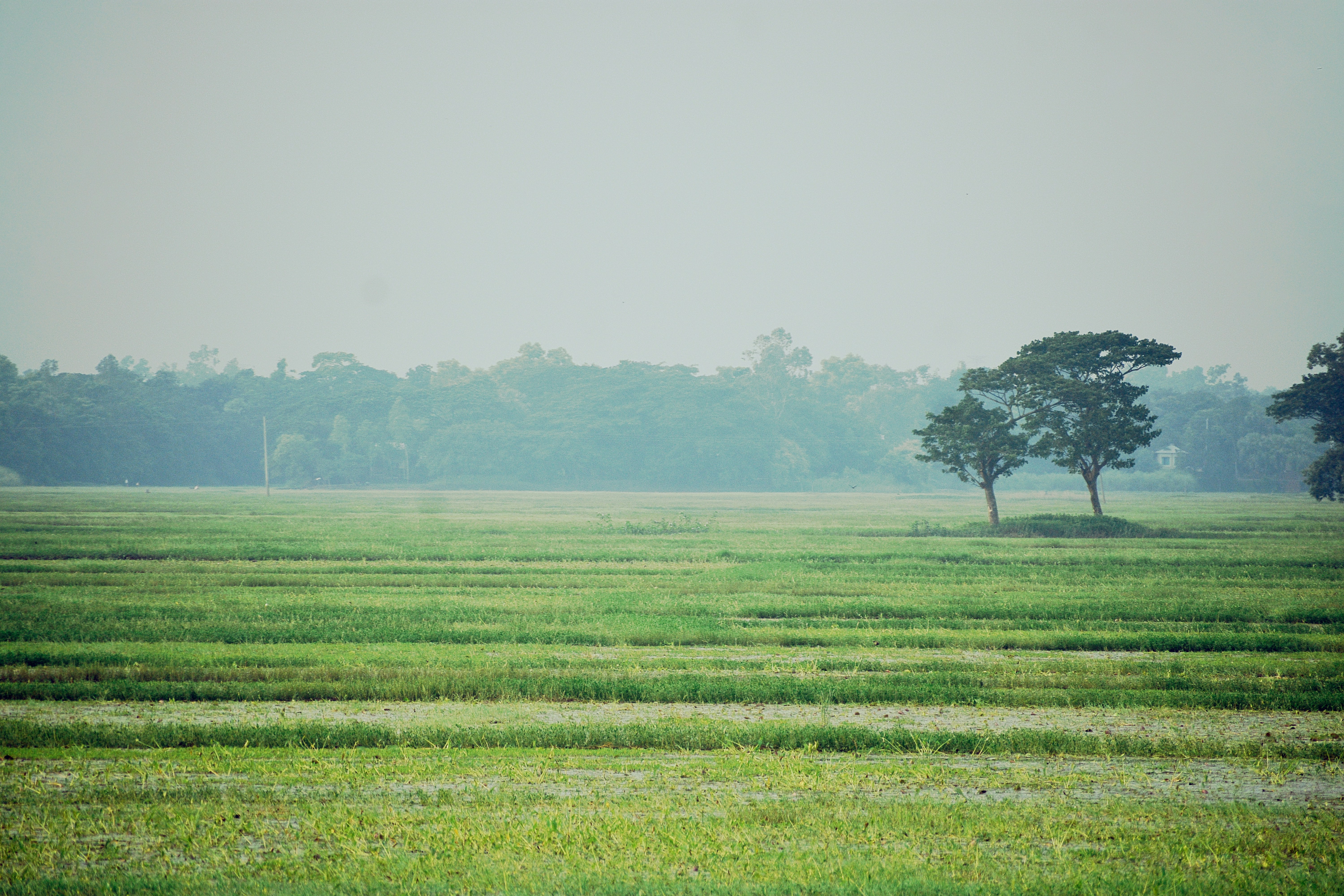 Photo by samiulhaquebhuyan
