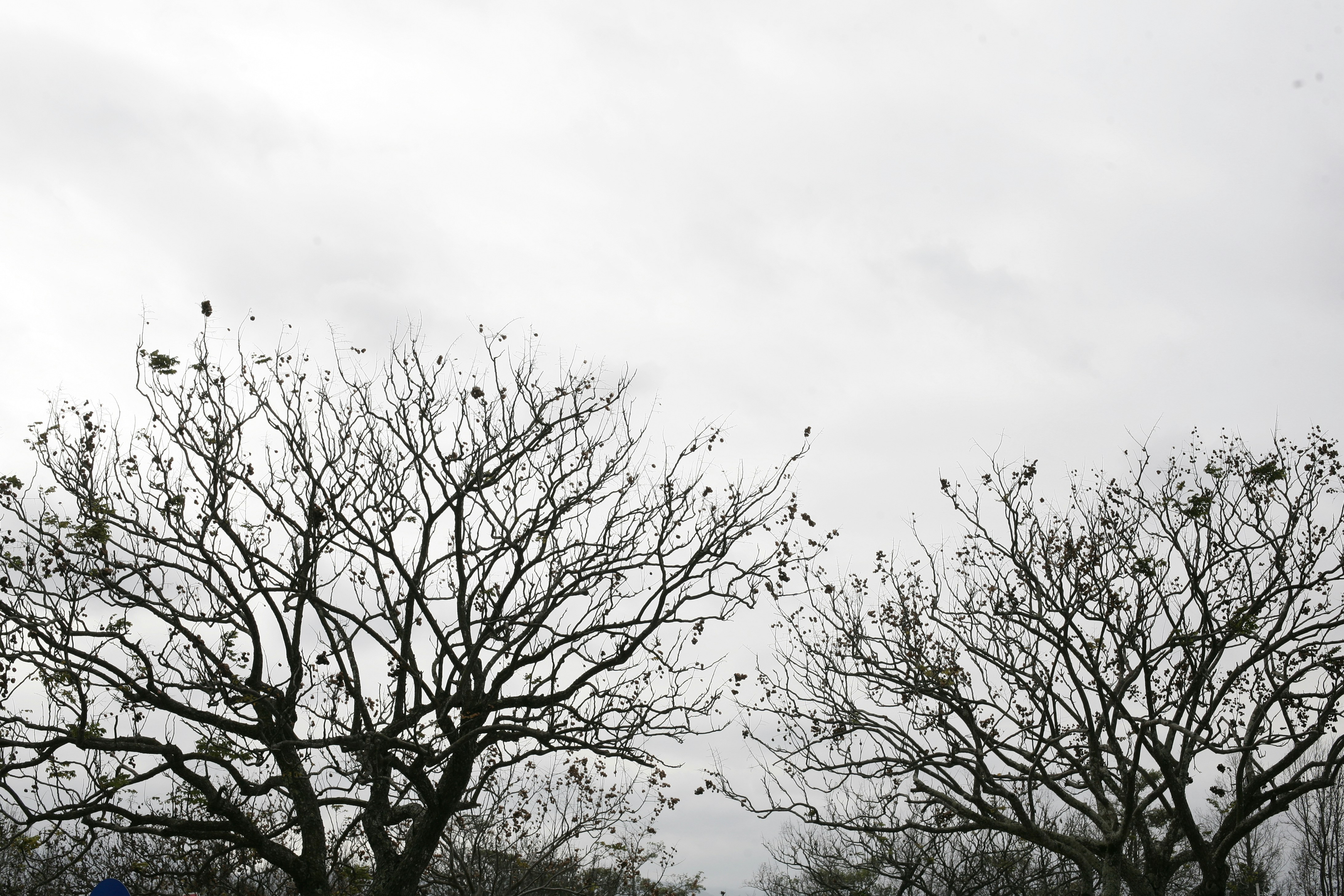 A blue fire hydrant sitting in the middle of a park