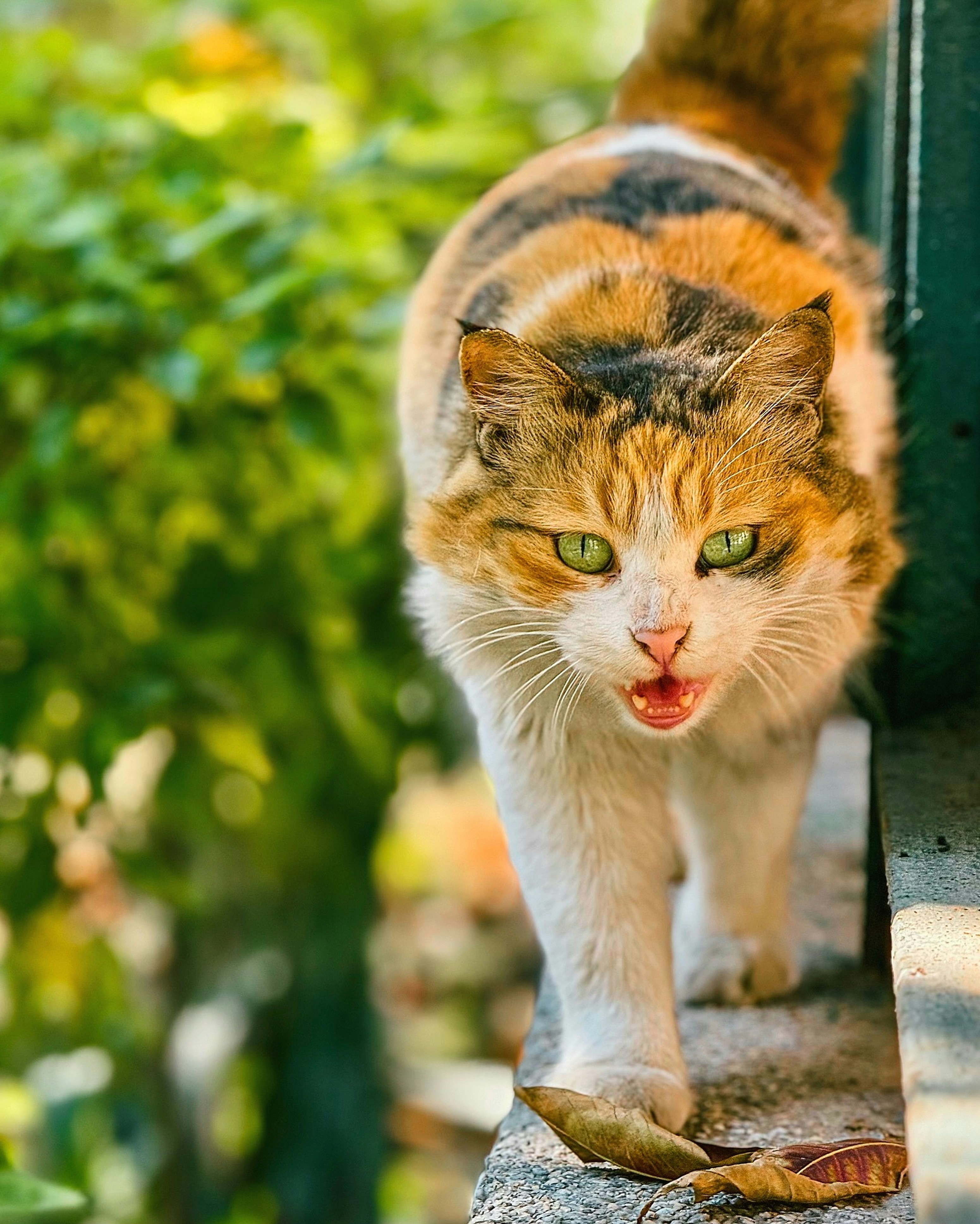 A calico cat walking up a set of steps