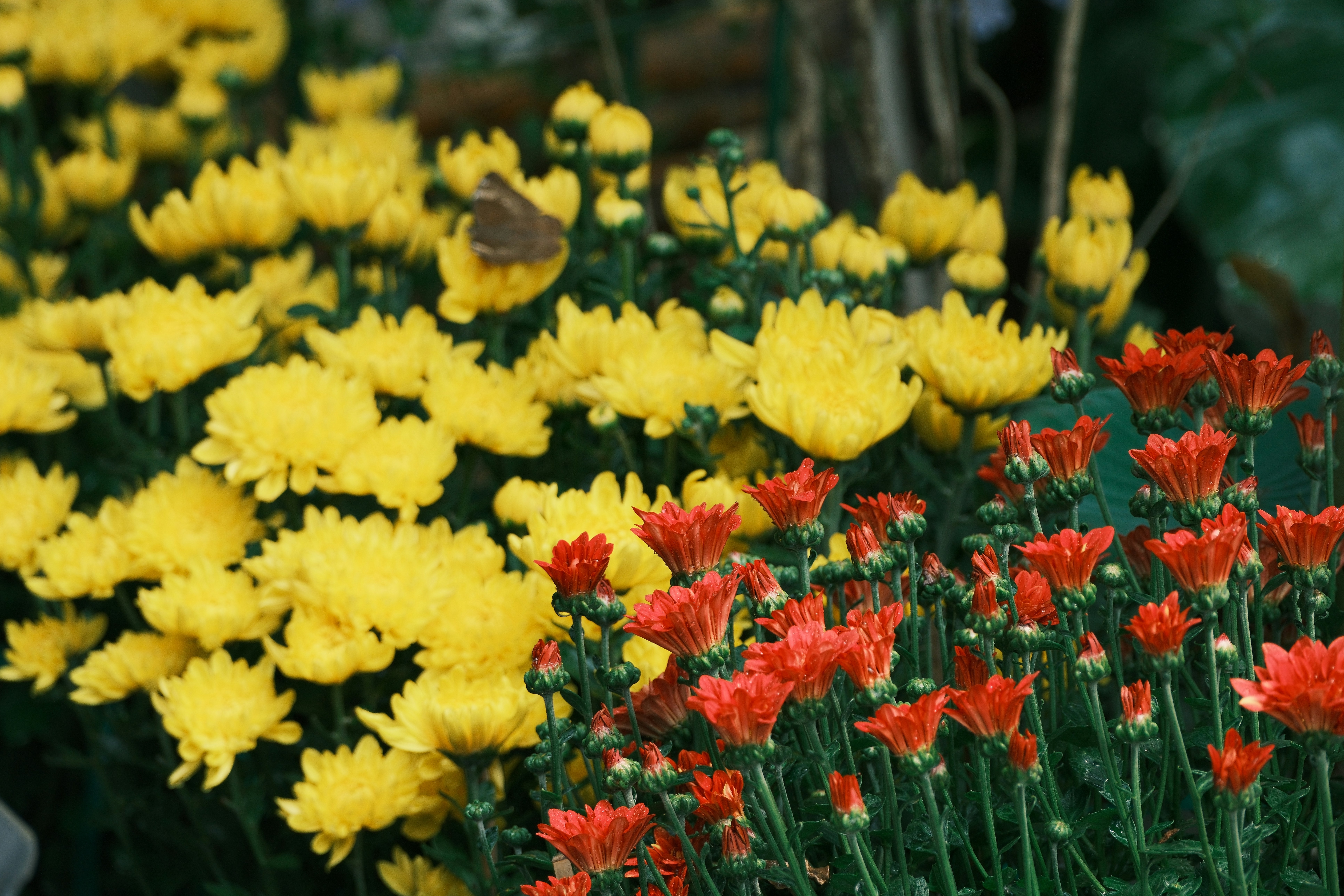 A variety of Narcissus flowers in different colors