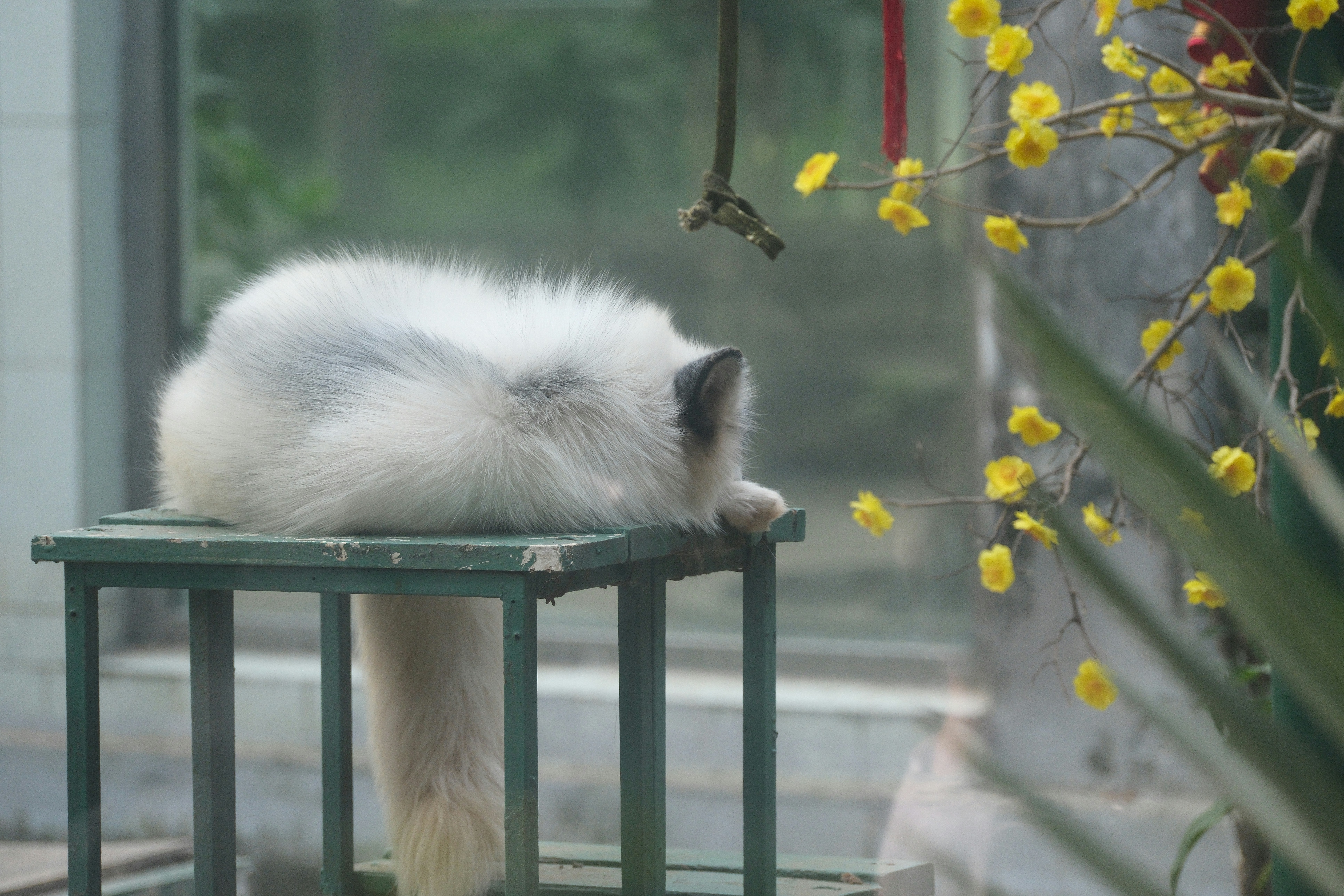 The Curled-Up Ball: Instinct and Warmth