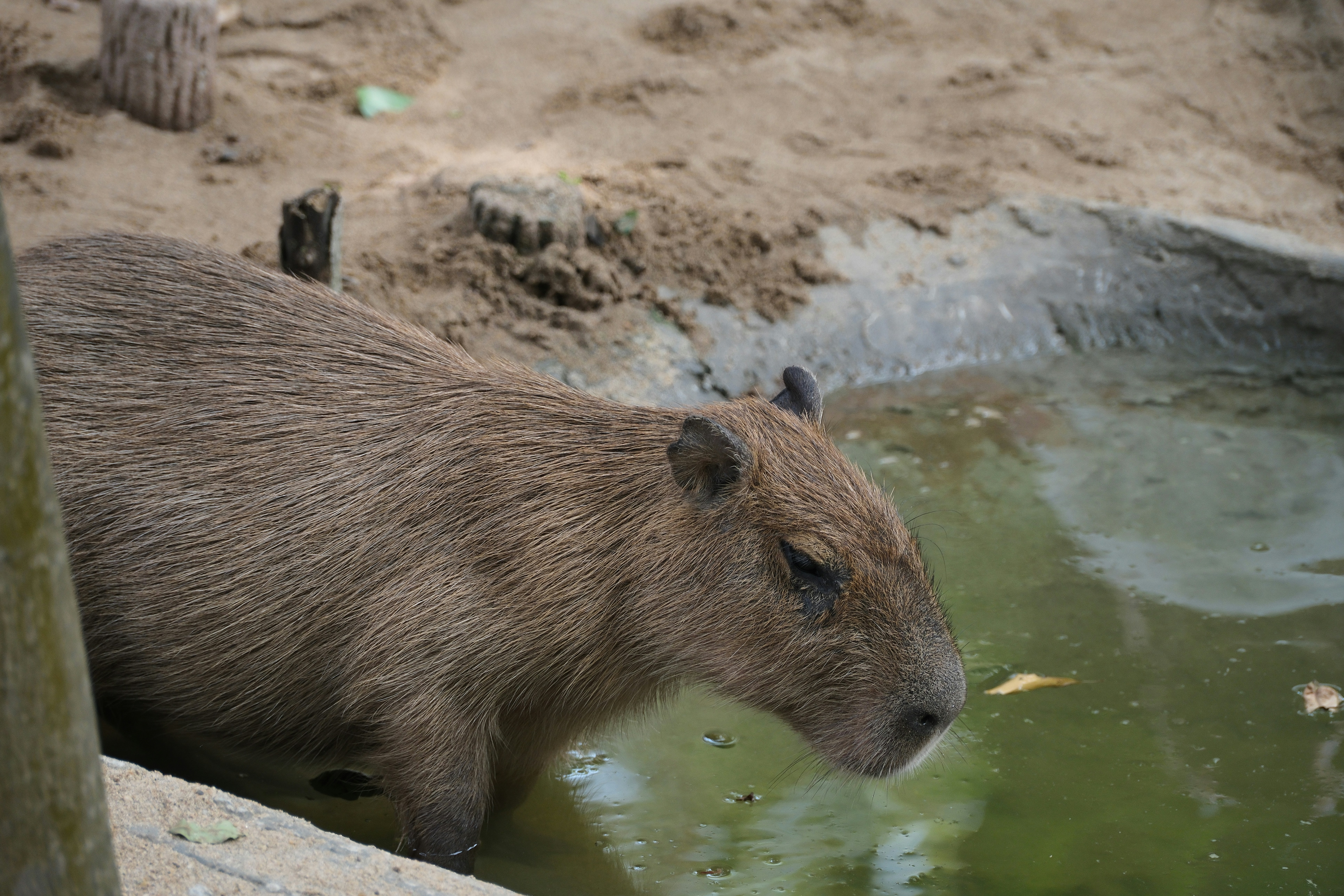 Capybaras: The Giant, Gentle Rodents (image credits: unsplash)