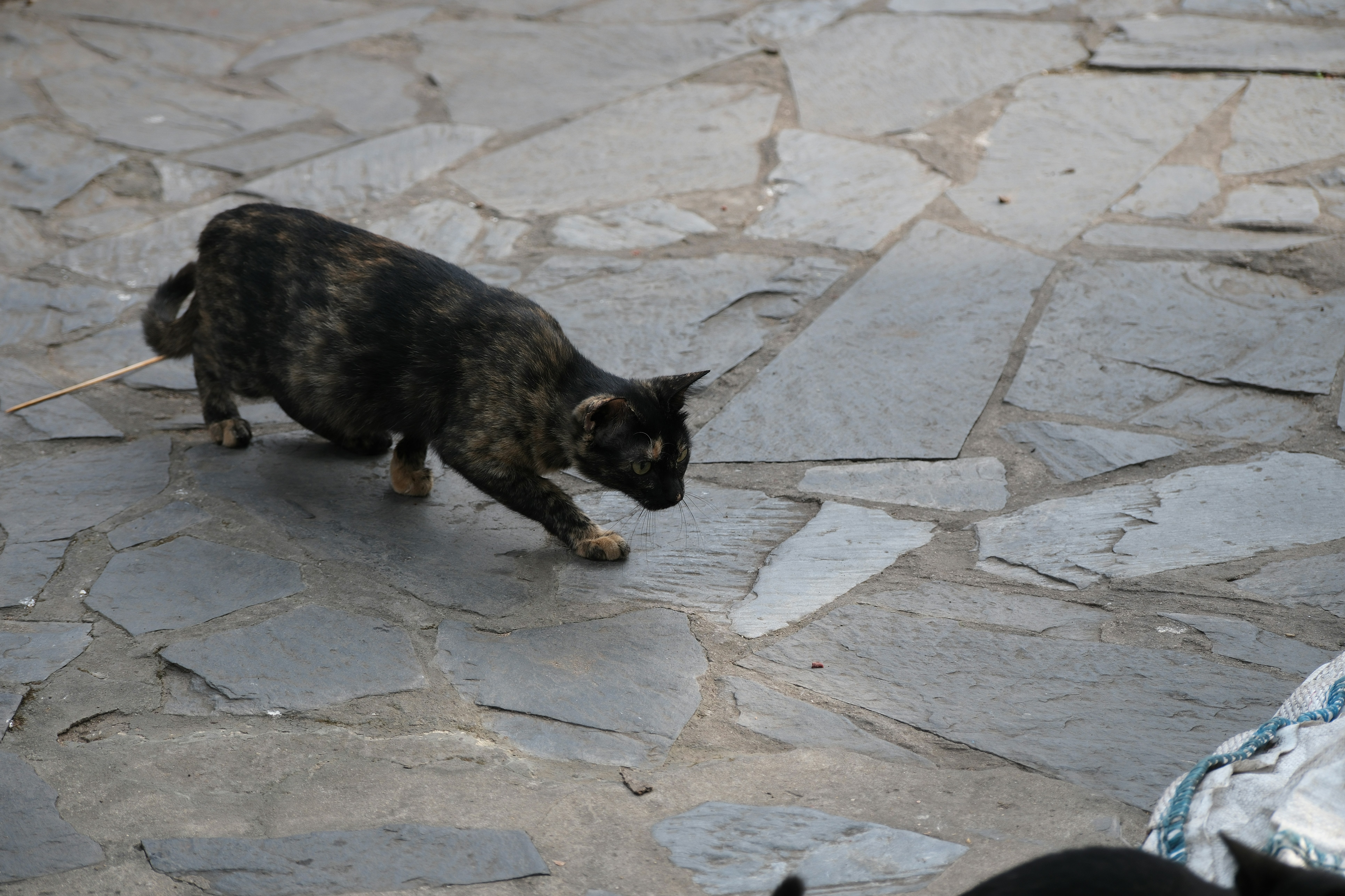 A black cat walking across a stone walkway photo – Free Image on Unsplash