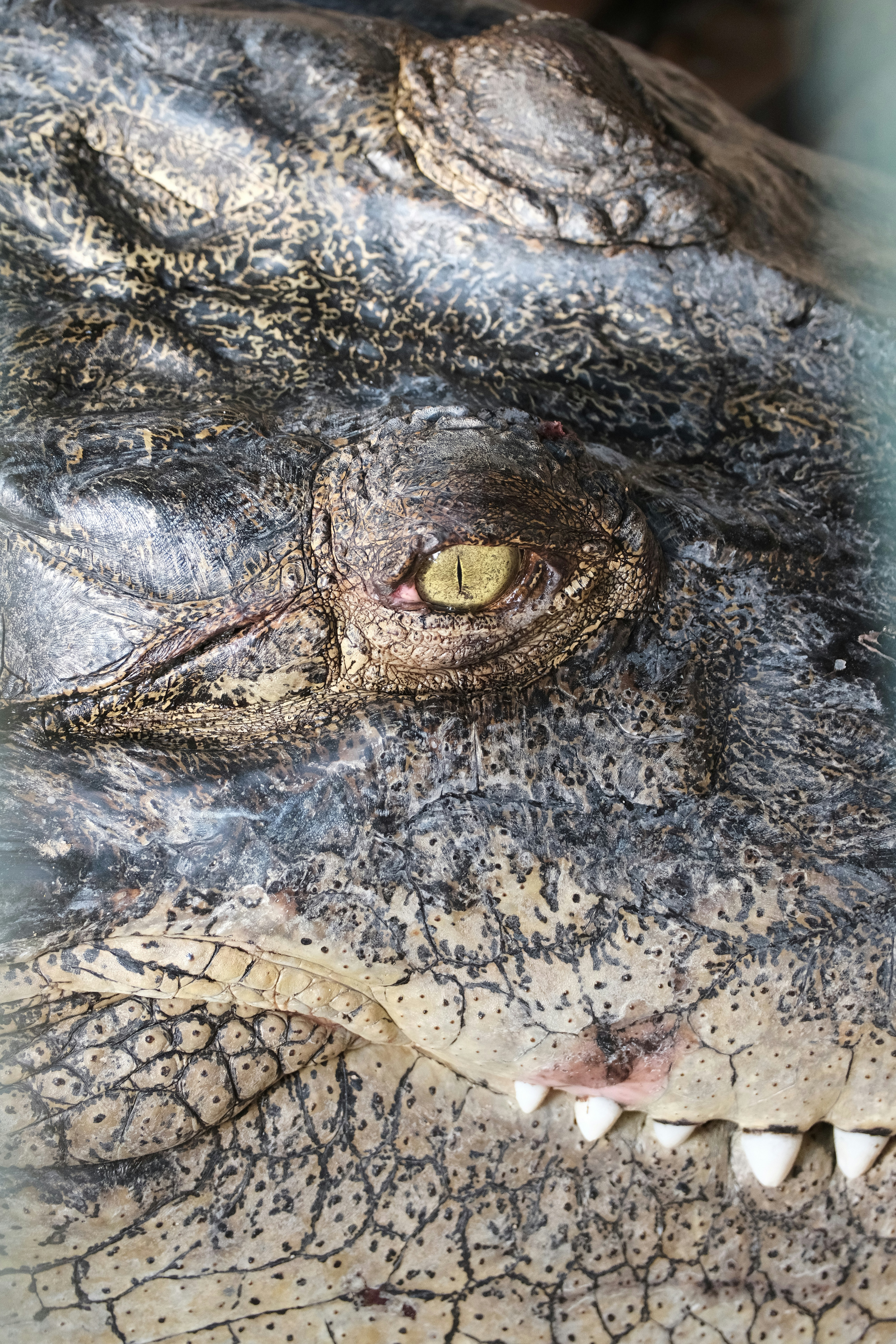 A close up of a crocodile's head with a blurry background