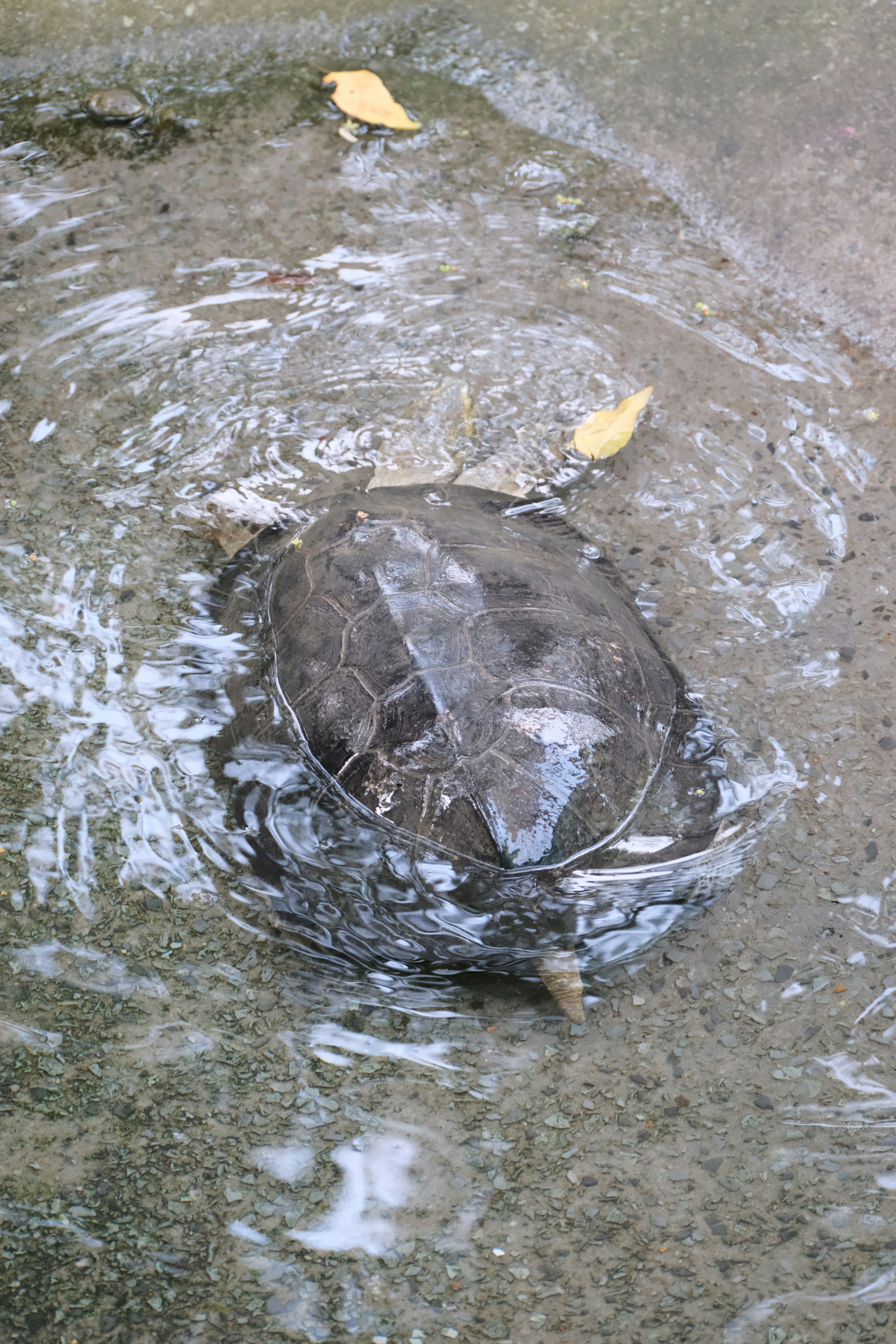 AI generated image for prompt: A tiny [isometric city] on the back of a giant turtle floating through space, [fantasy], whimsical