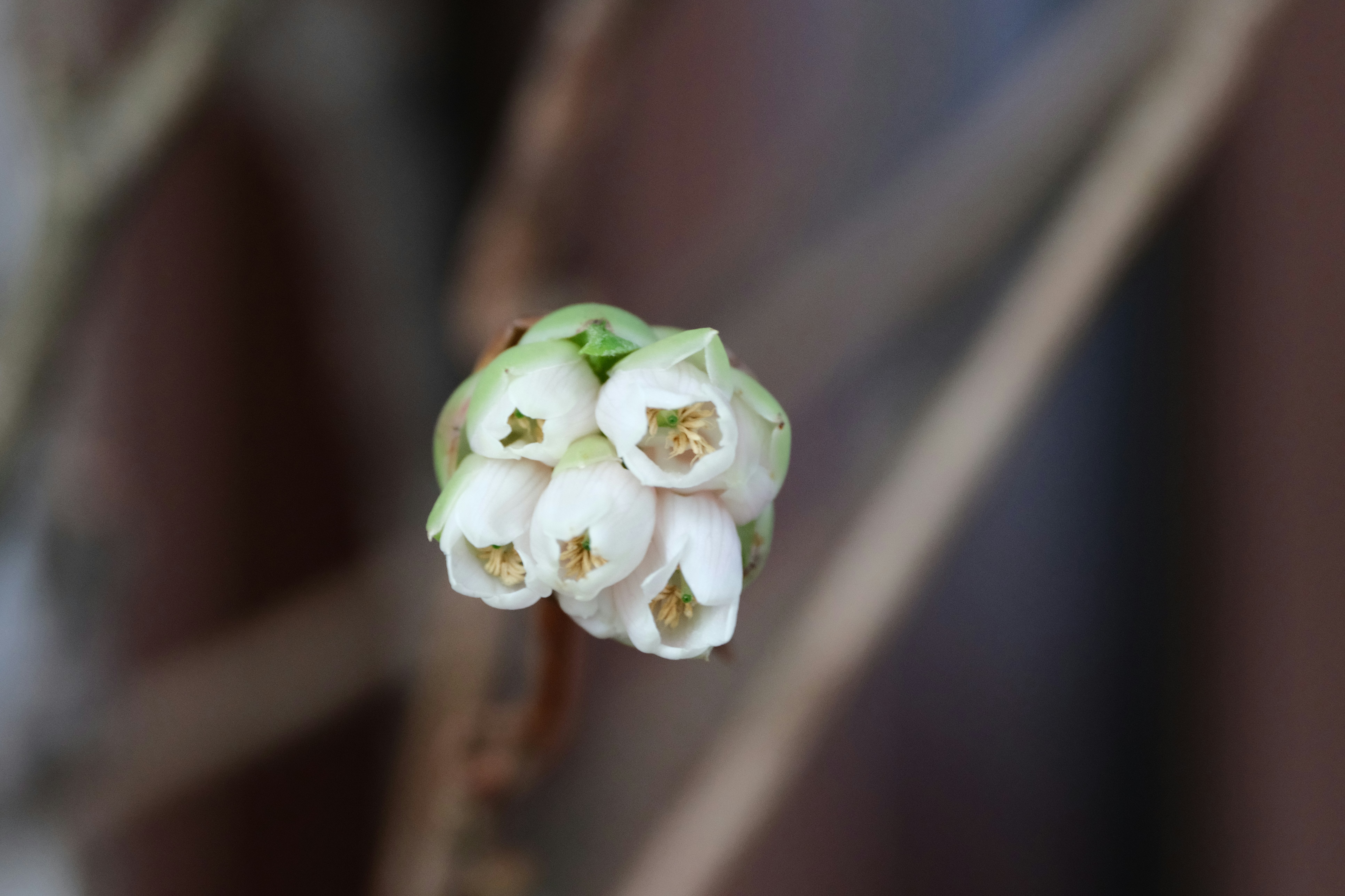 blueberry flower bud spacing