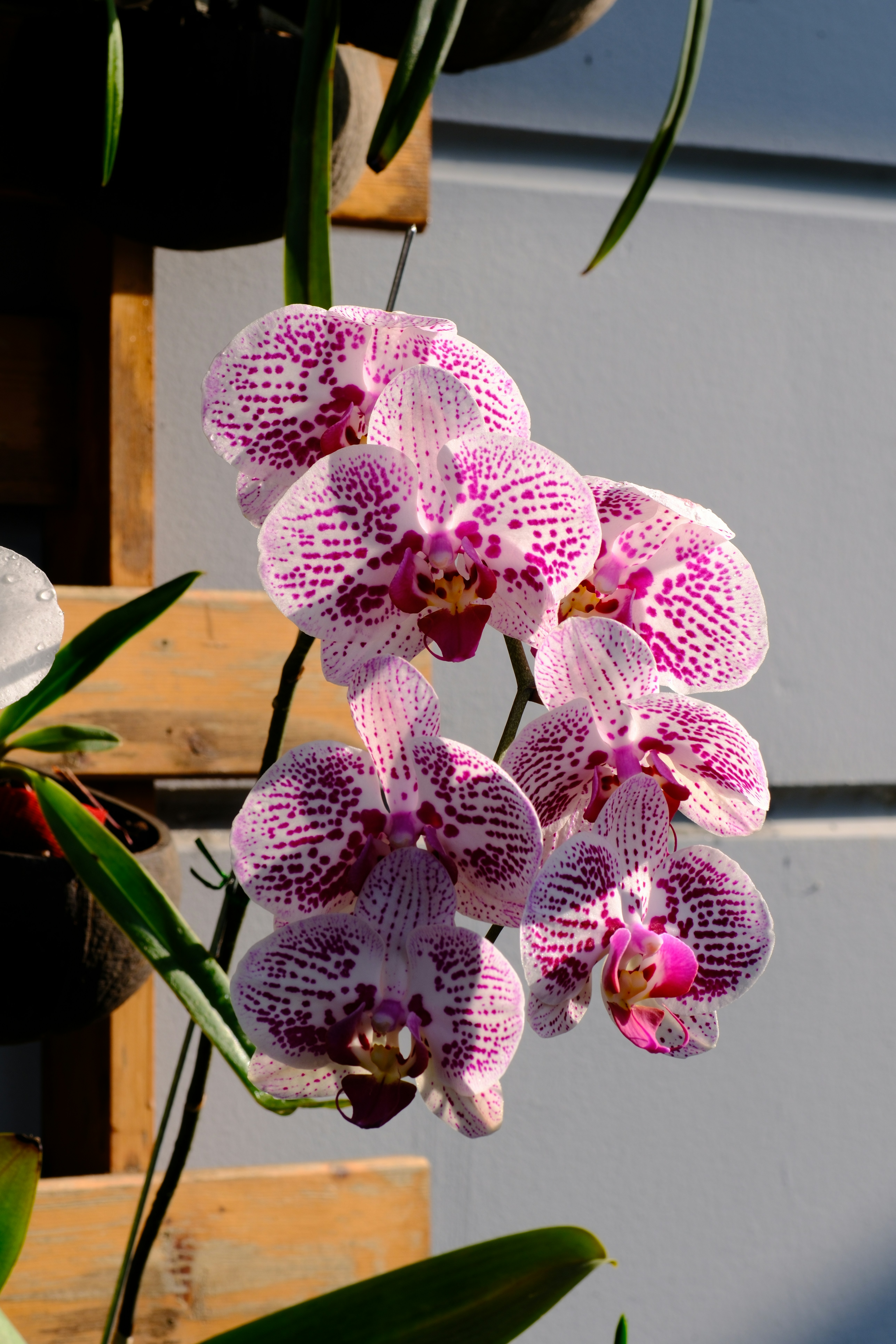 "Orchidacea Resort Phuket"