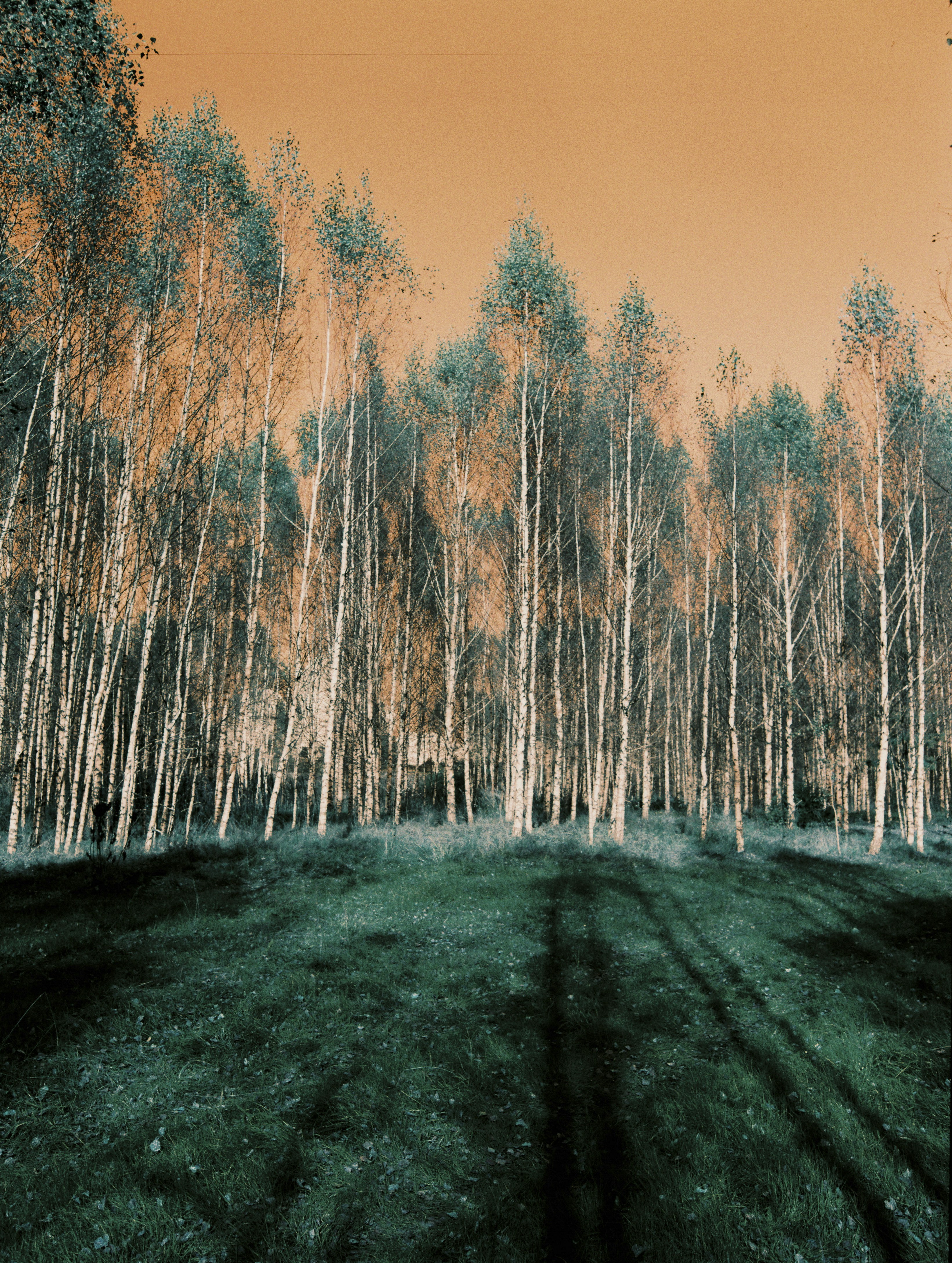 Photo by evil_bumblebee