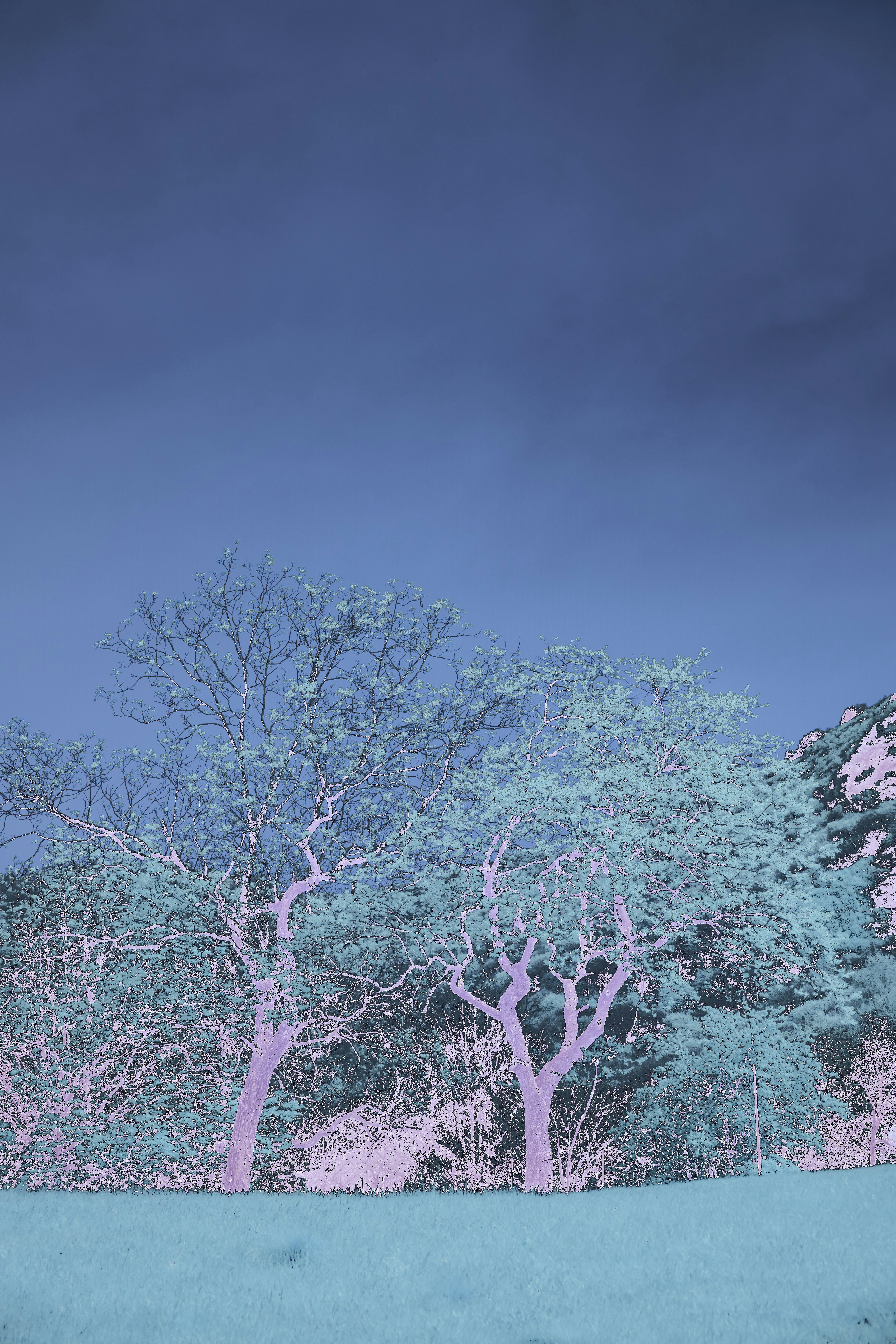 Photo by wolfgang_hasselmann