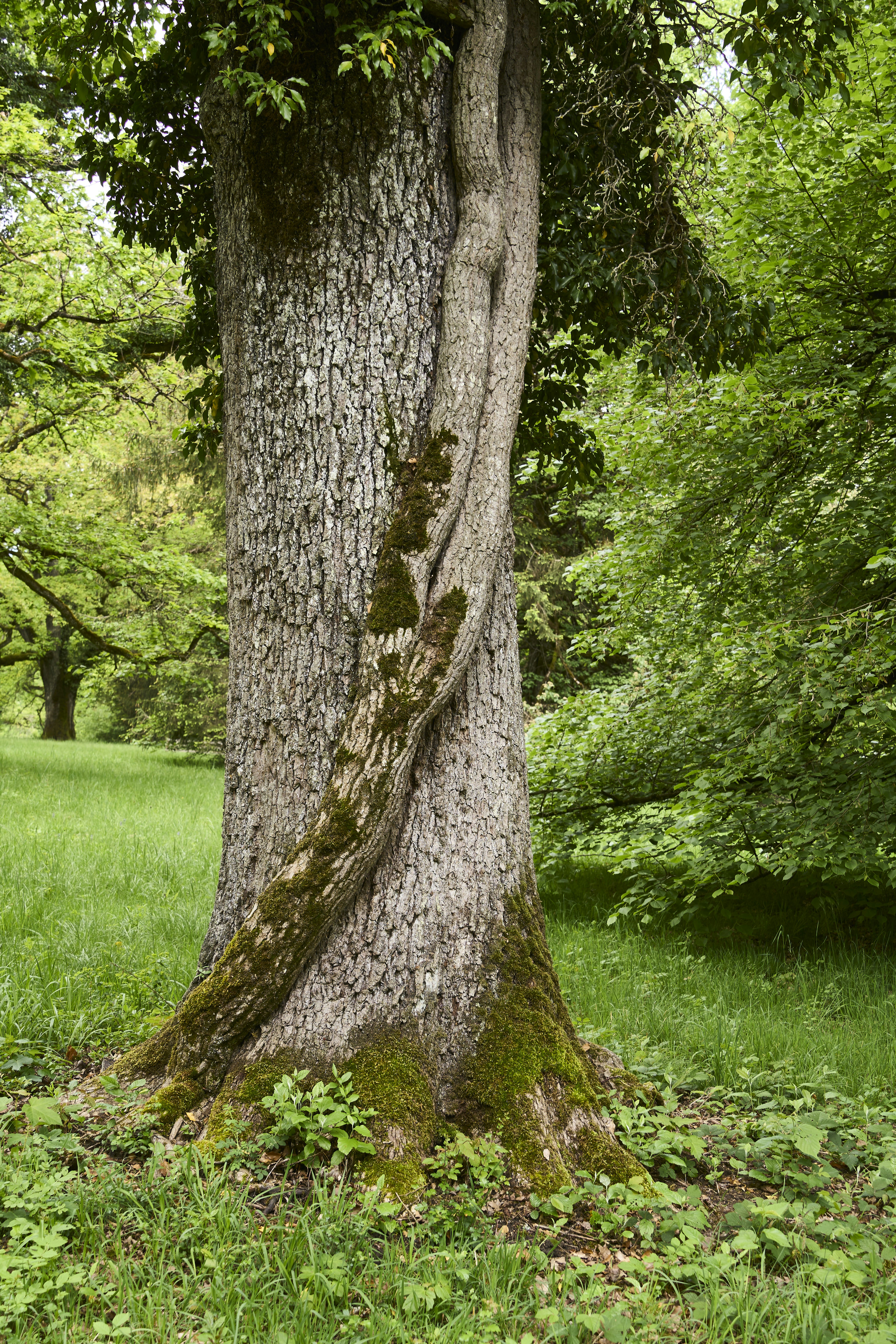 Photo by wolfgang_hasselmann